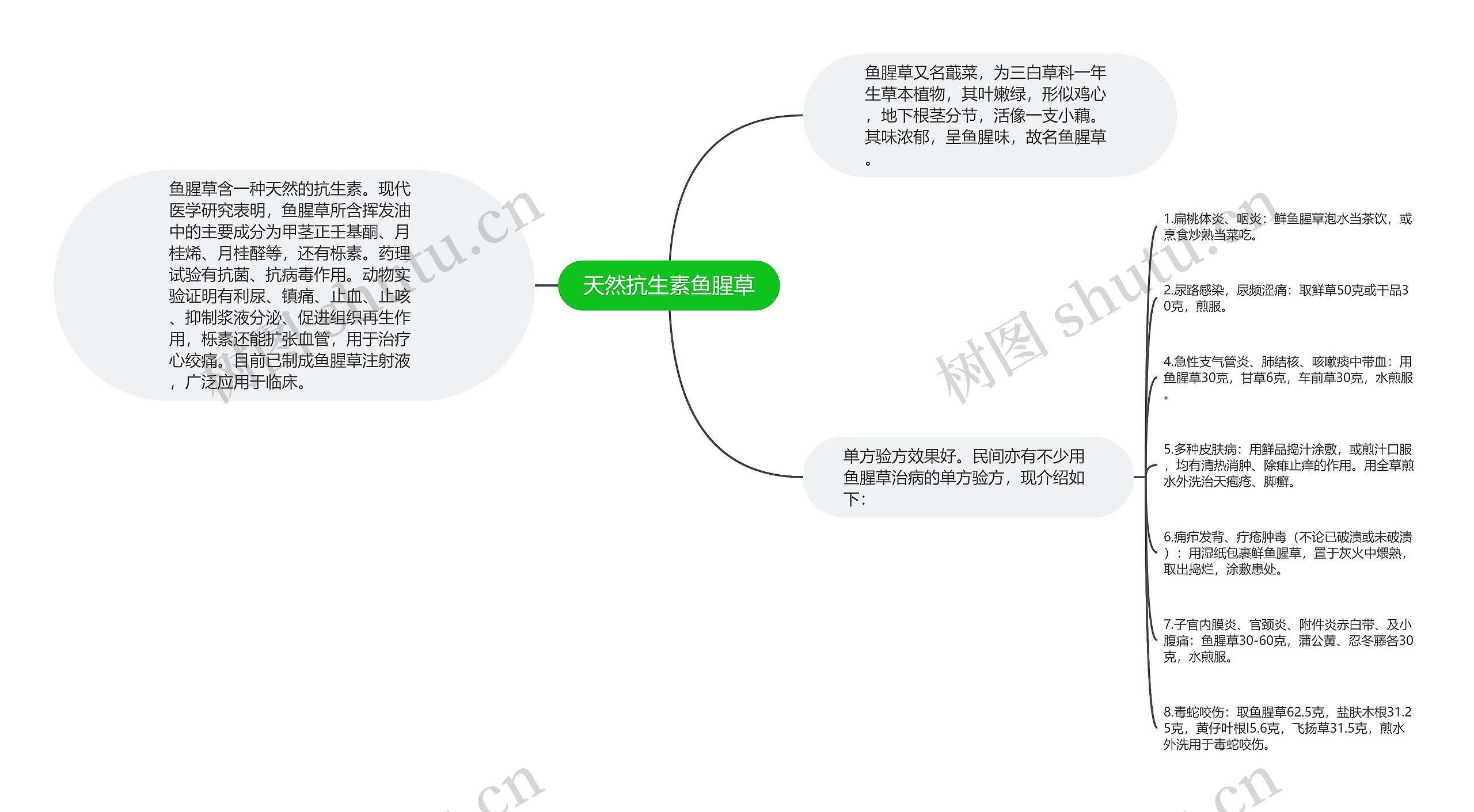 天然抗生素鱼腥草思维导图