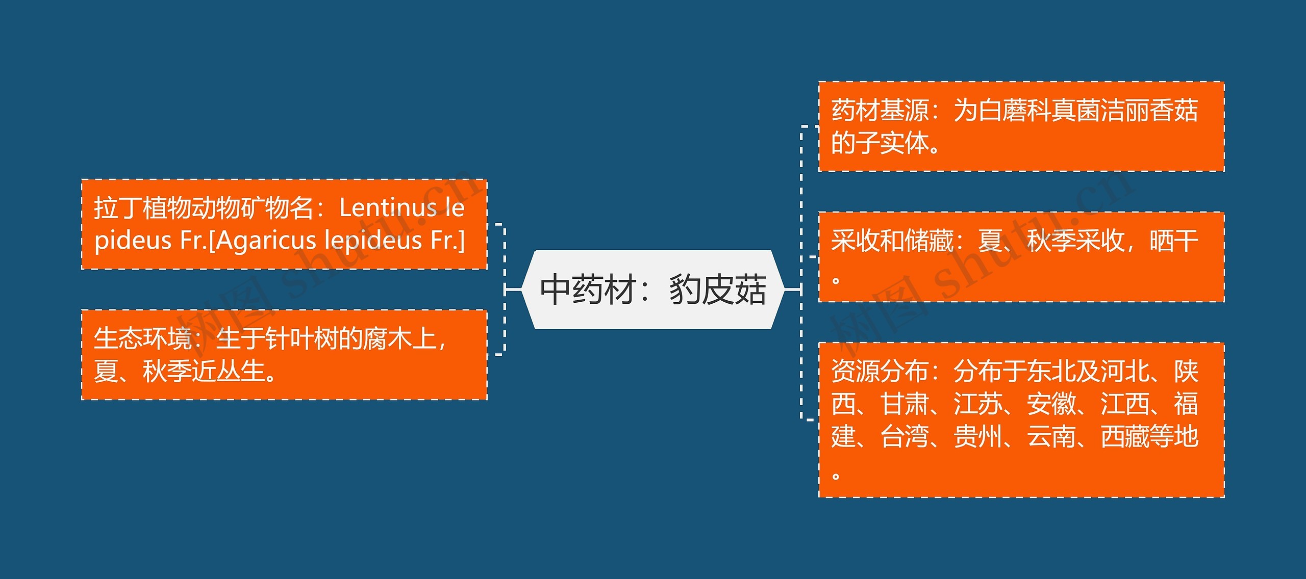 中药材:豹皮菇 中药材:豹皮菇