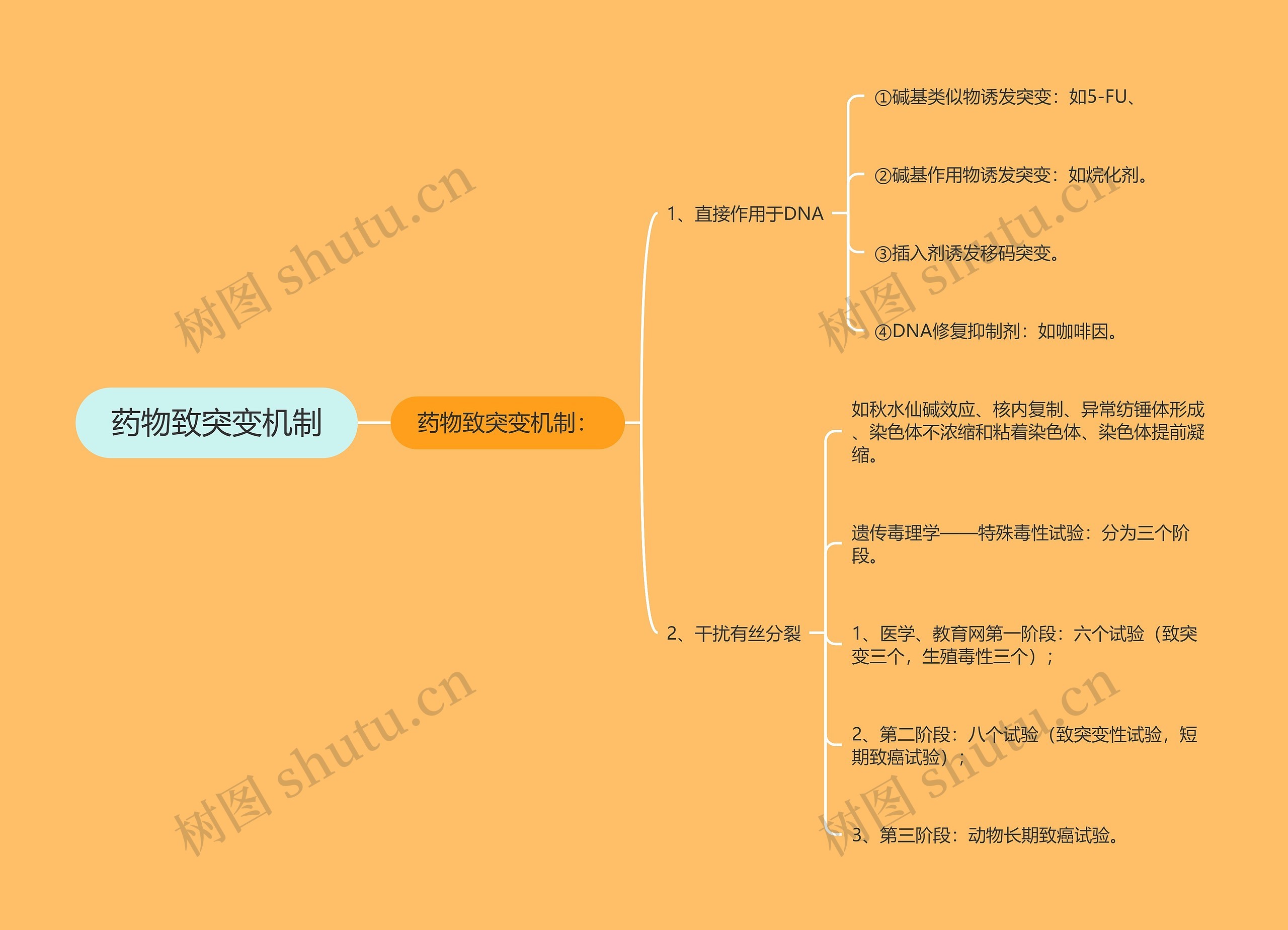 药物致突变机制思维导图