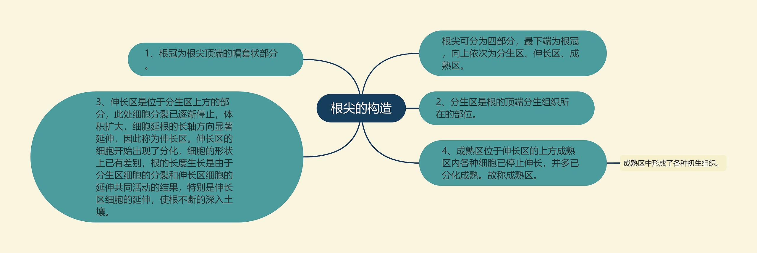 根尖的构造