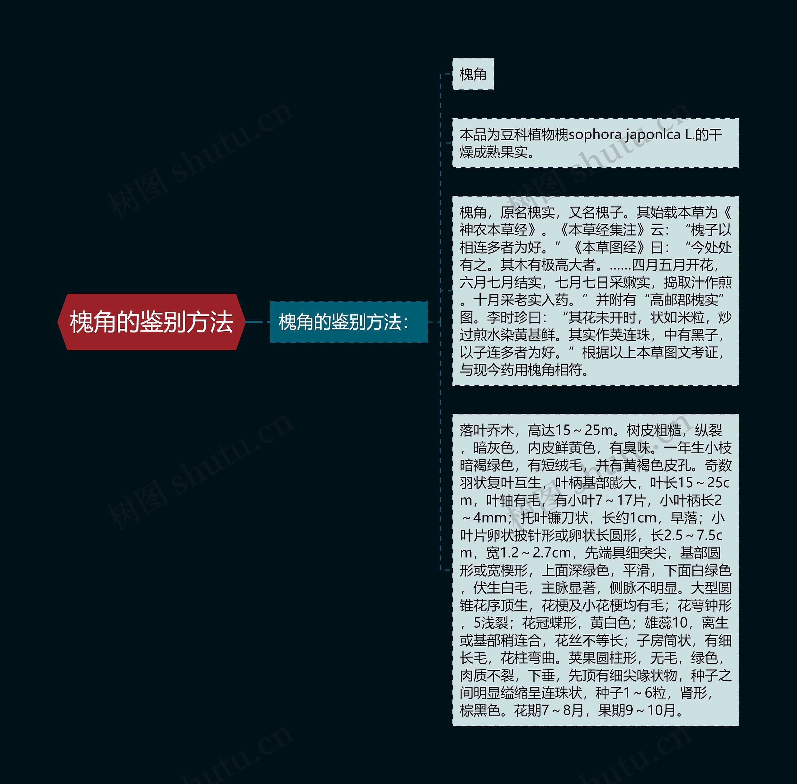 槐角的鉴别方法思维导图