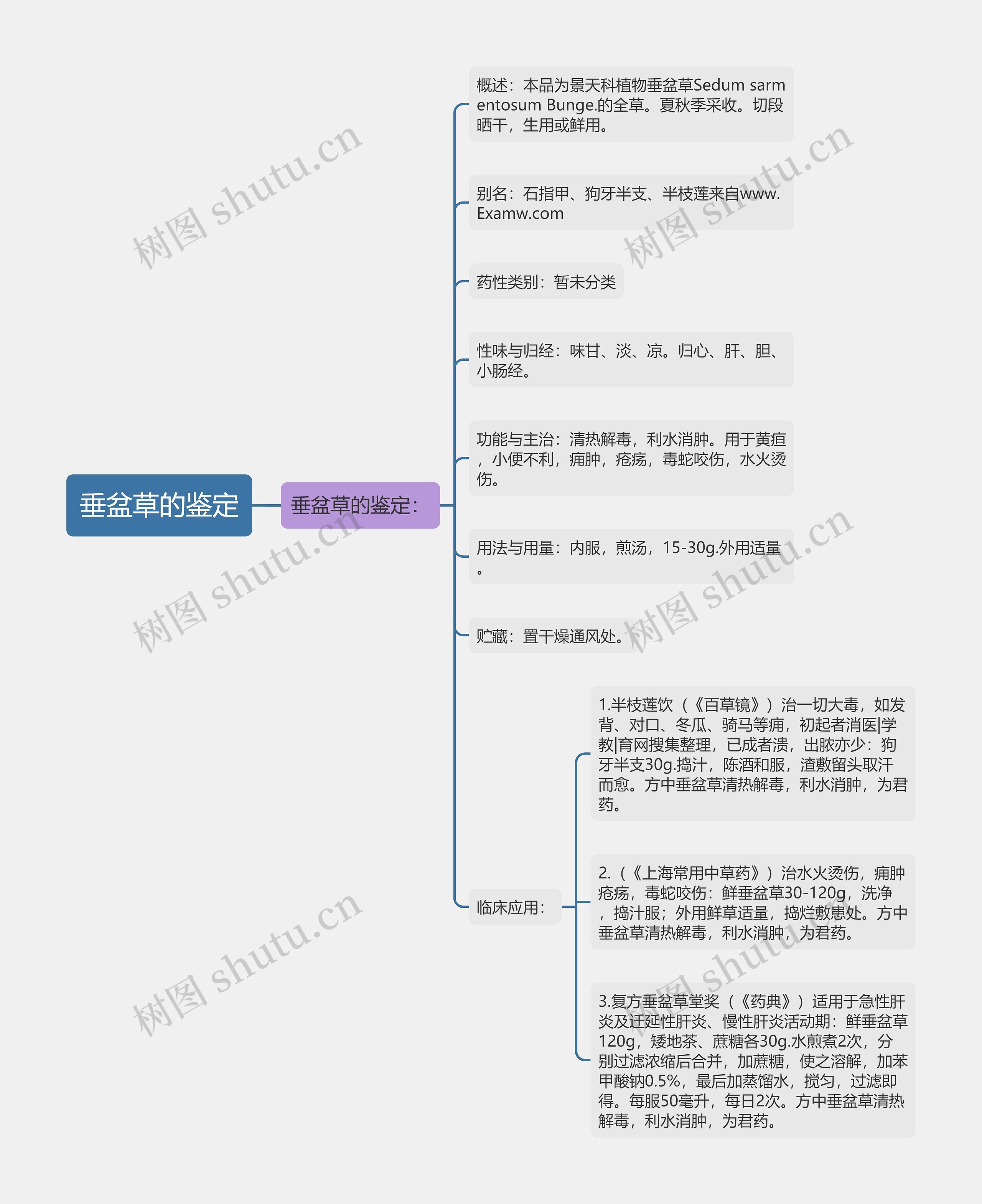 垂盆草的鉴定思维导图