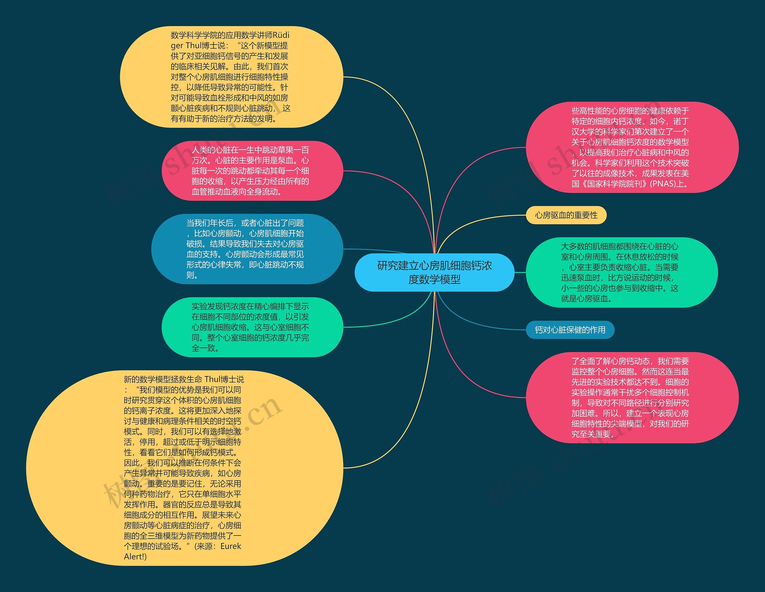 研究建立心房肌细胞钙浓度数学模型