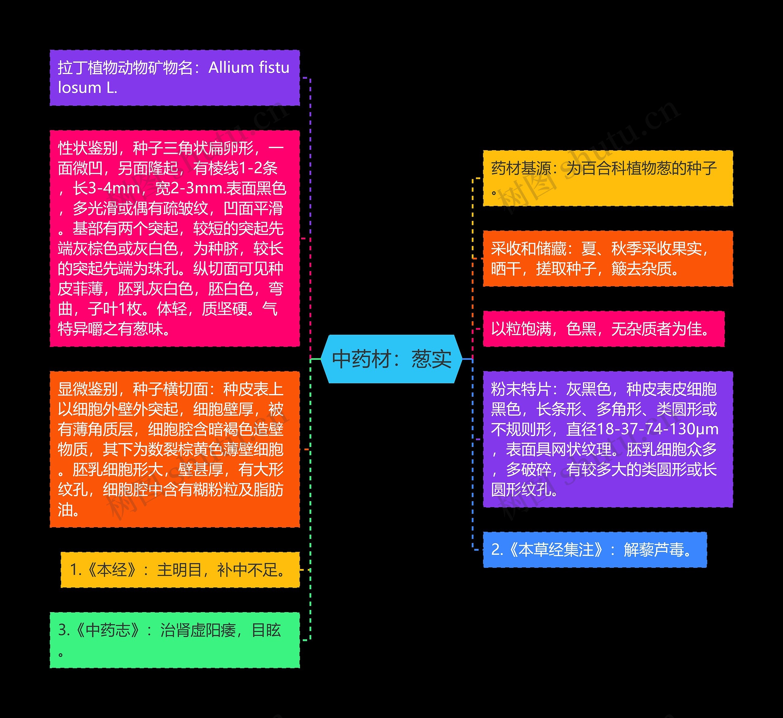 中药材：葱实思维导图