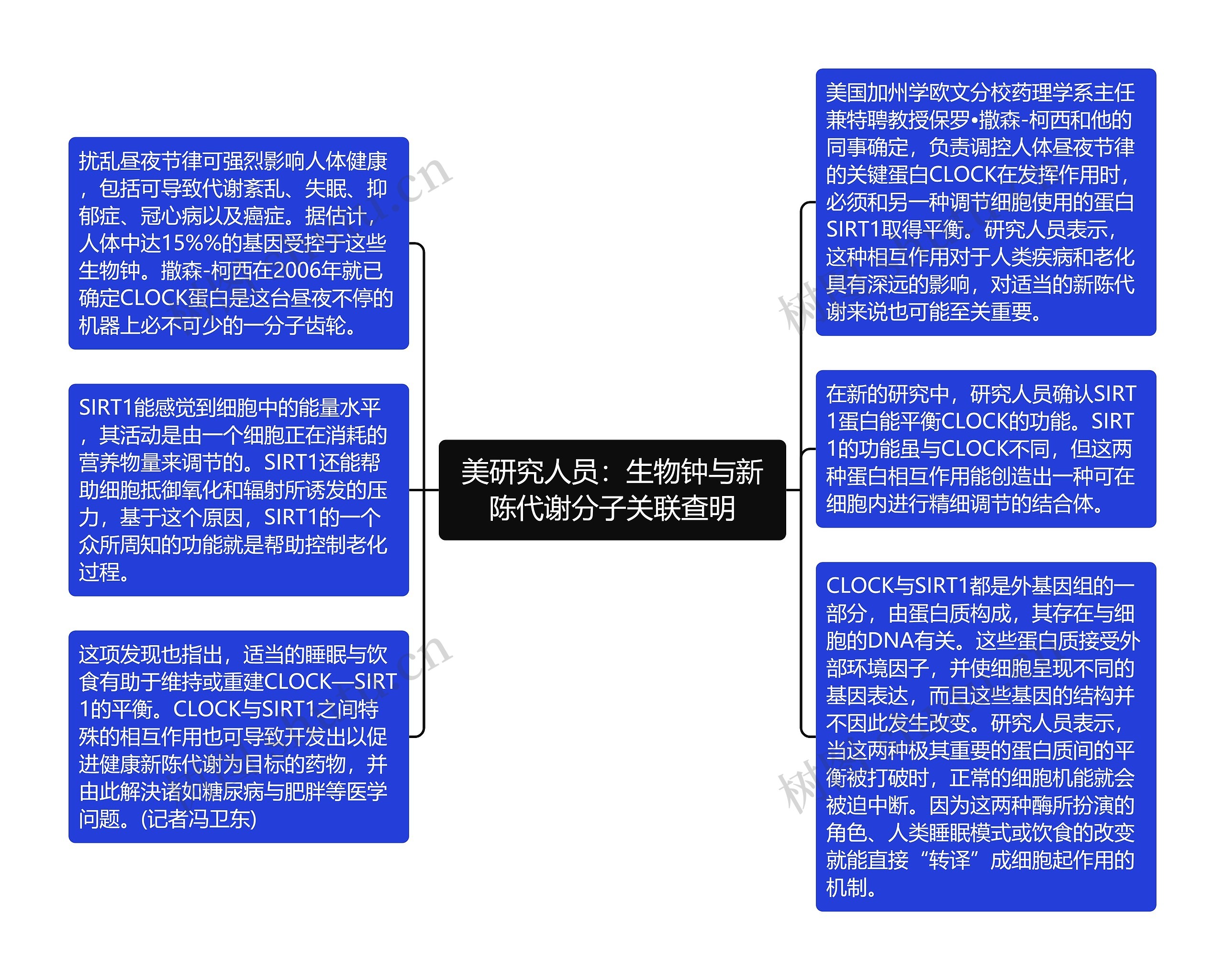 美研究人员：生物钟与新陈代谢分子关联查明思维导图