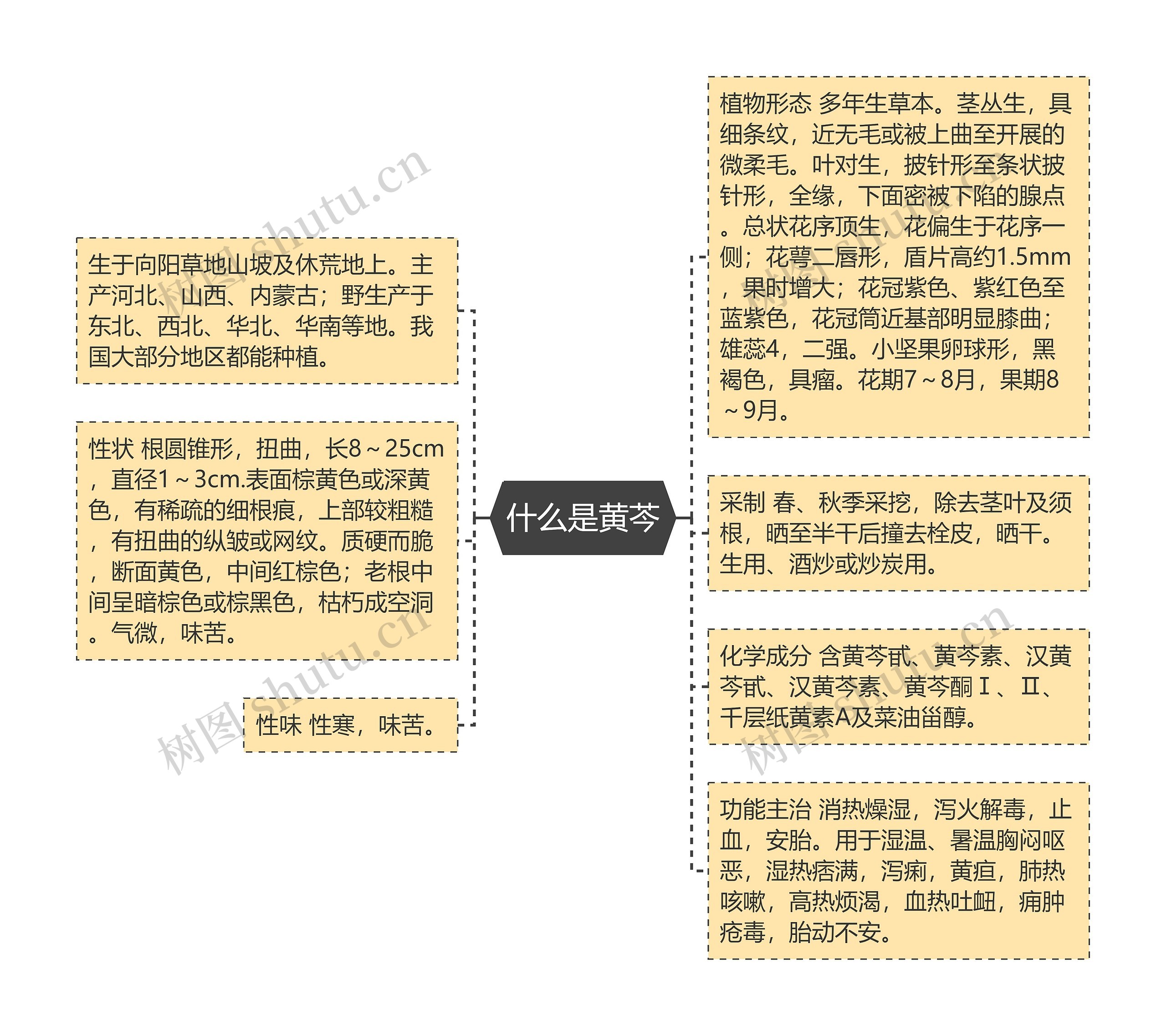 什么是黄芩