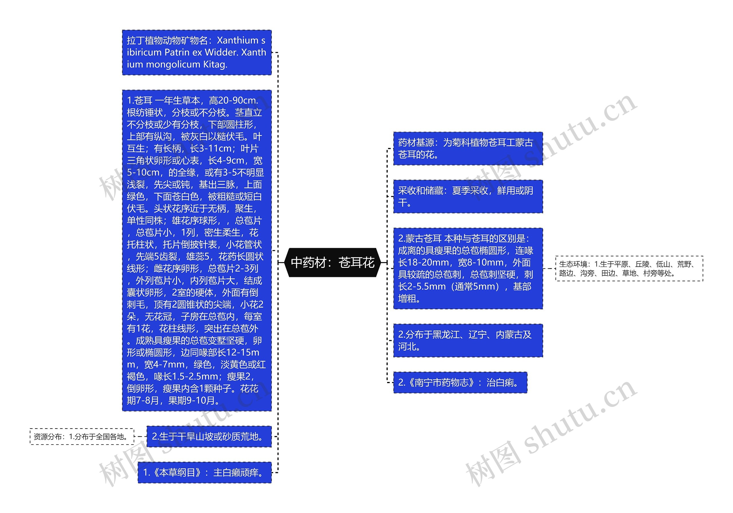 中药材：苍耳花思维导图