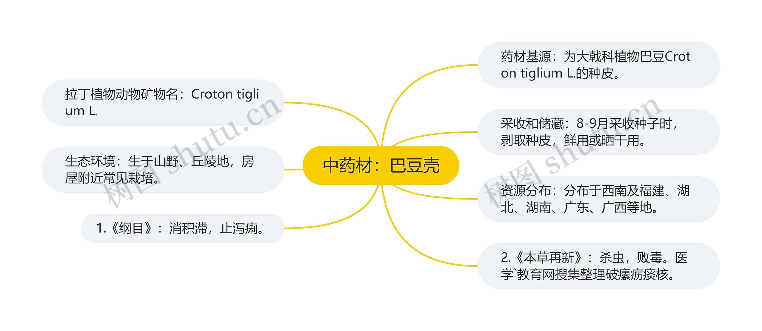 中药材：巴豆壳思维导图