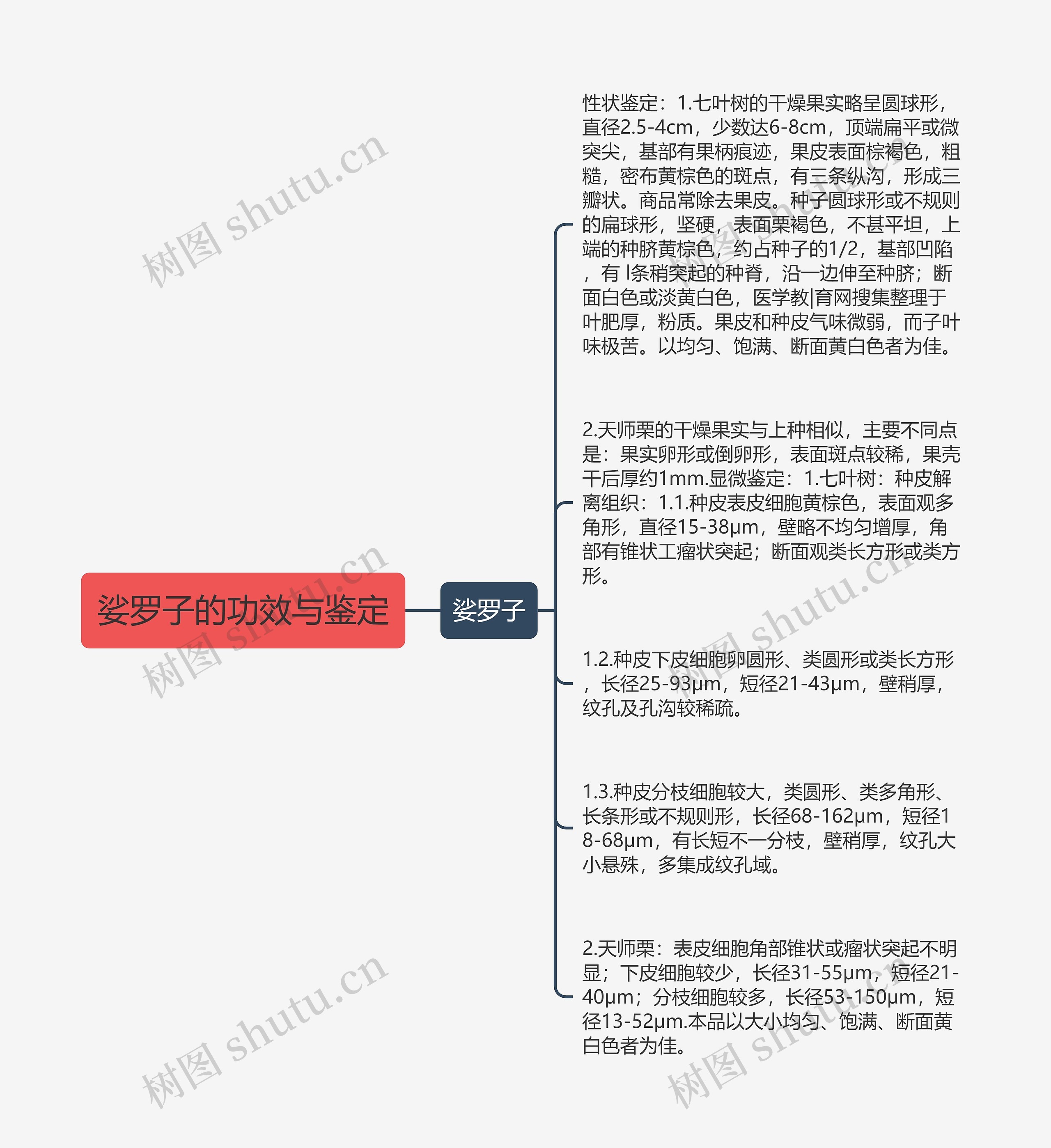 娑罗子的功效与鉴定思维导图