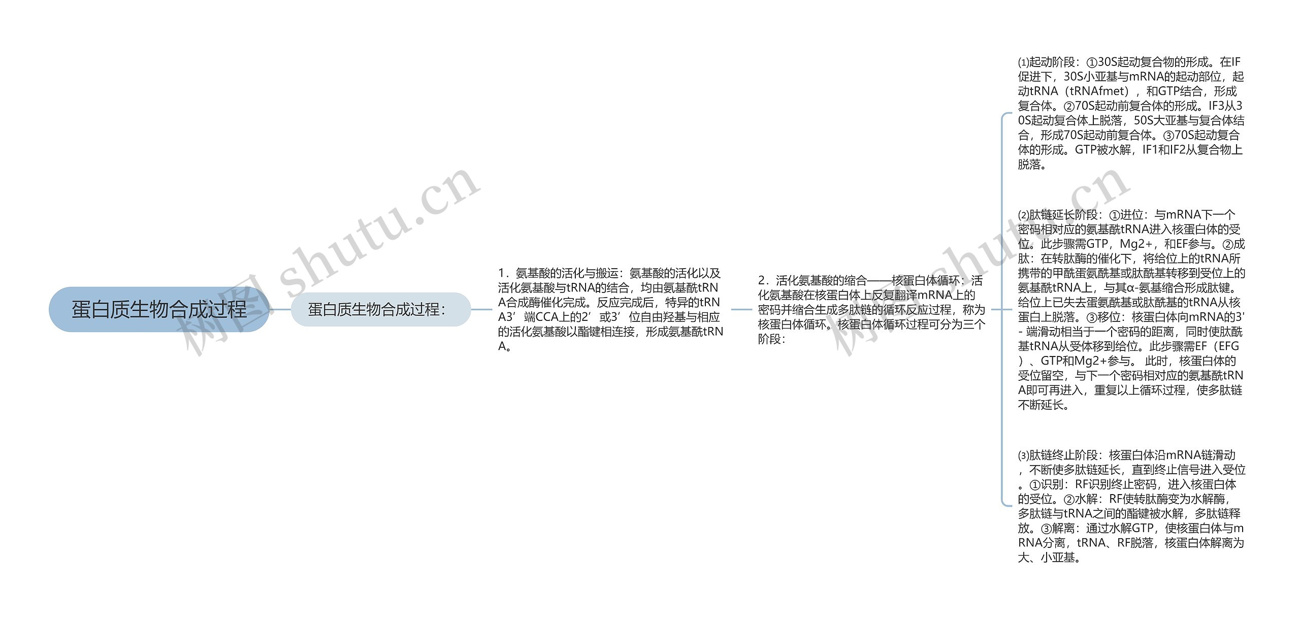 蛋白质生物合成过程