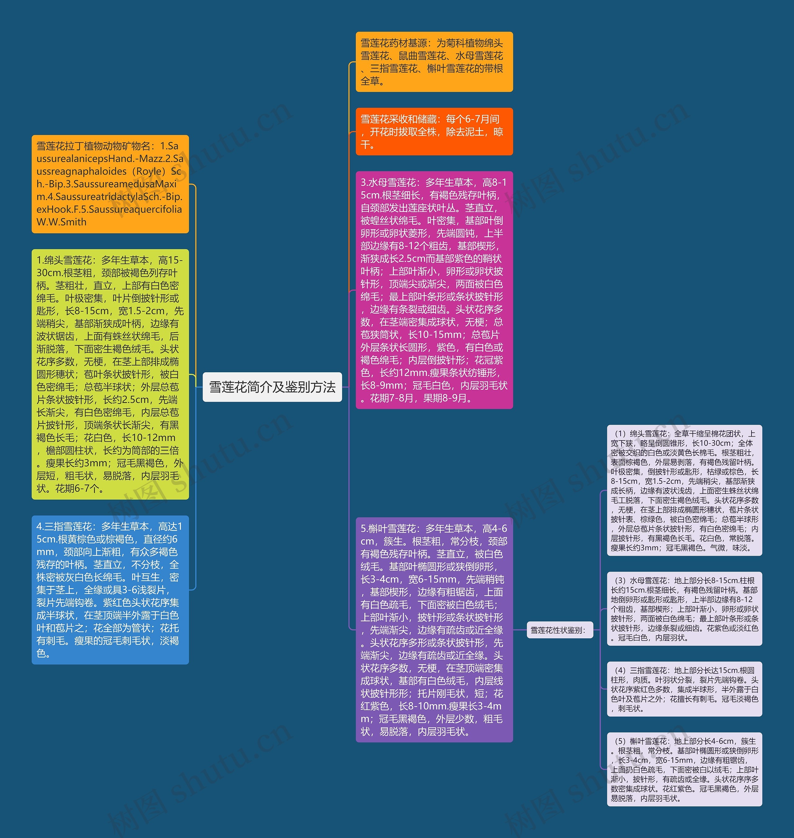 雪莲花简介及鉴别方法思维导图