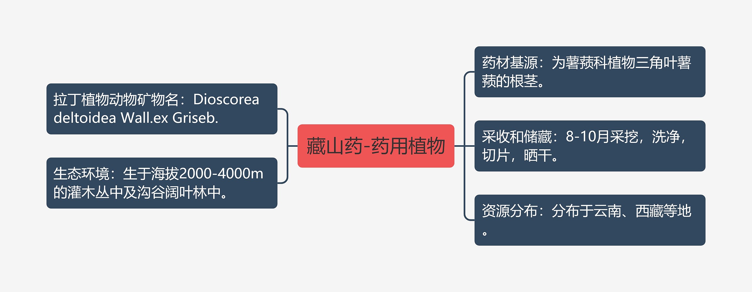 藏山药-药用植物 藏山药-药用植物