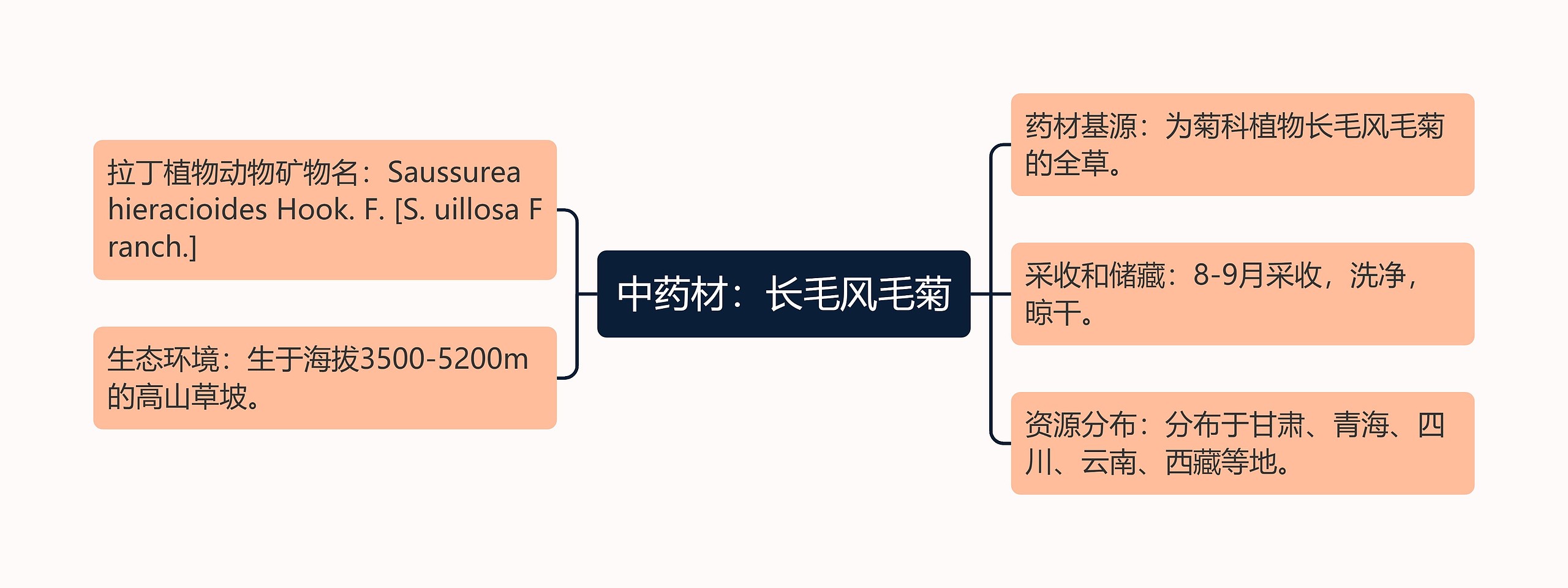 中药材：长毛风毛菊