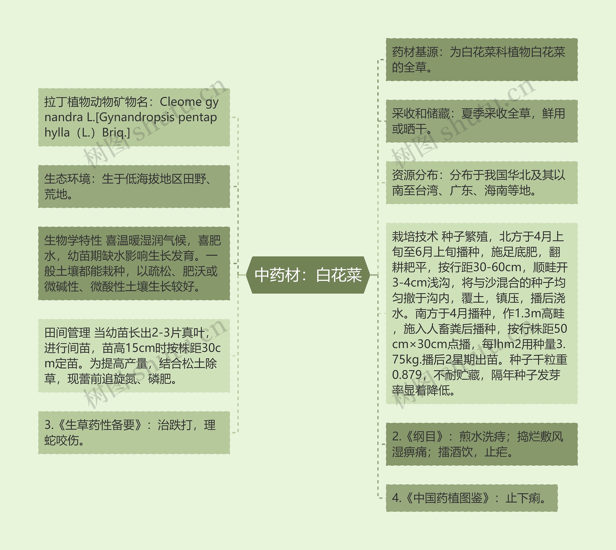 中药材：白花菜思维导图