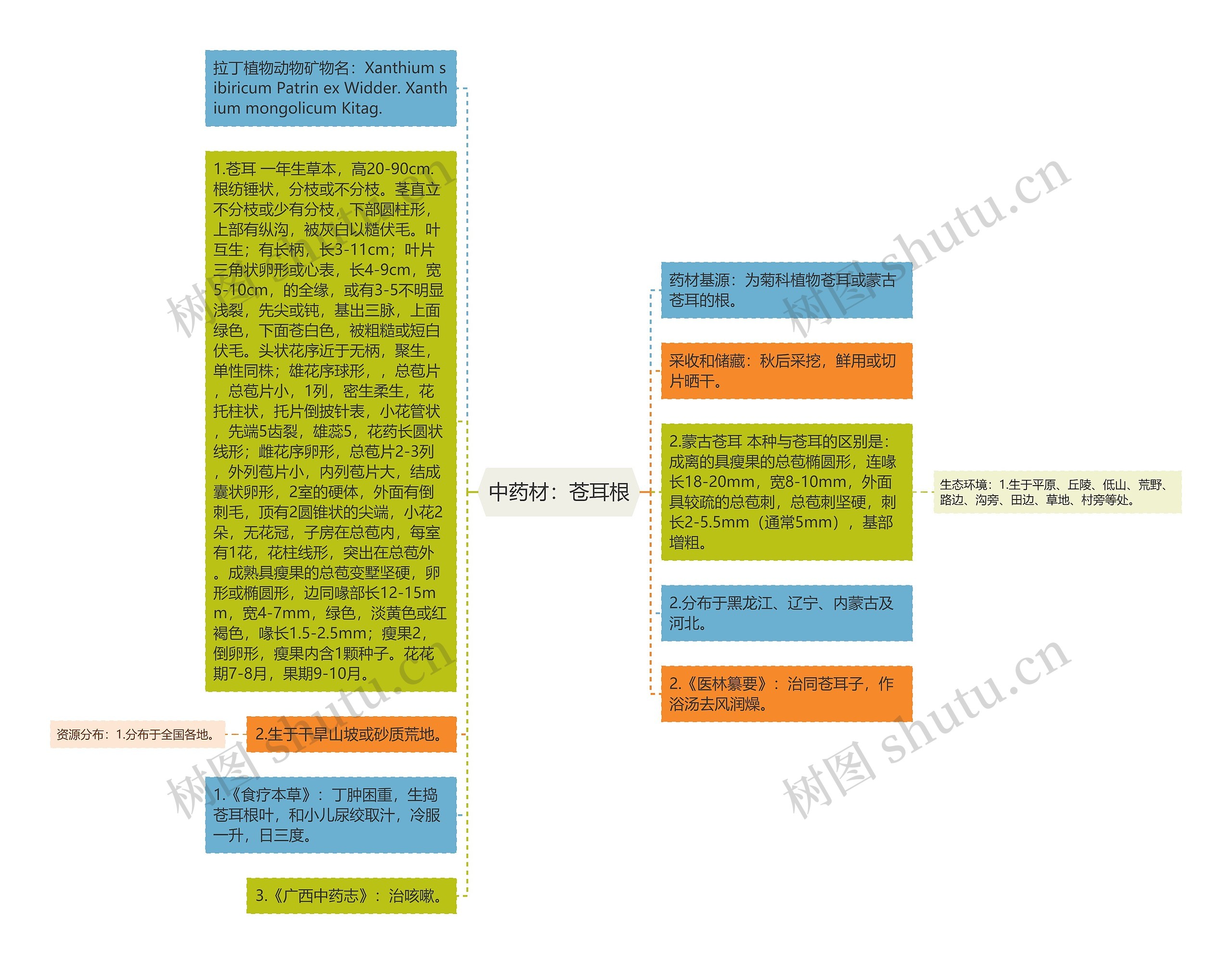 中药材：苍耳根思维导图