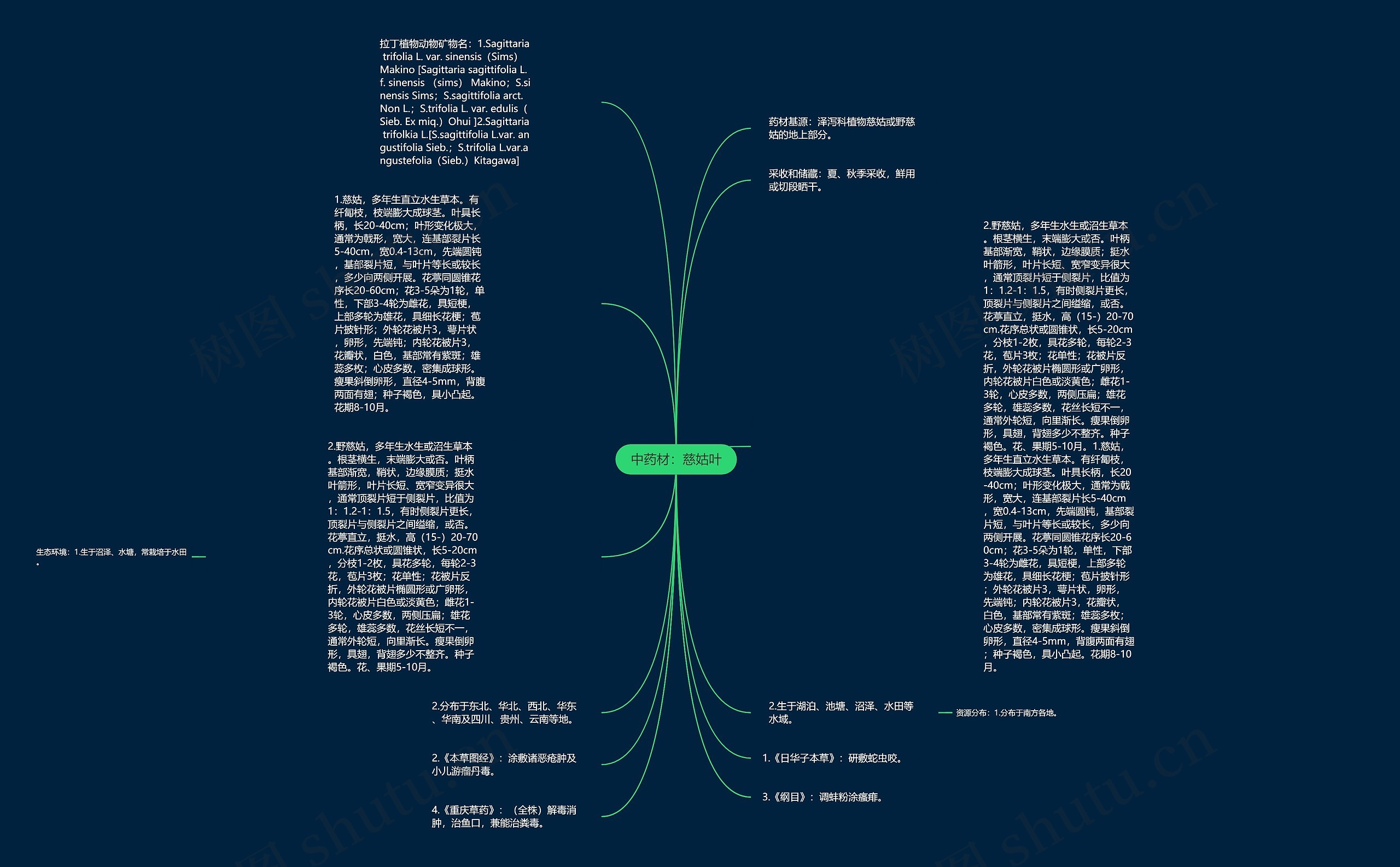 中药材：慈姑叶思维导图