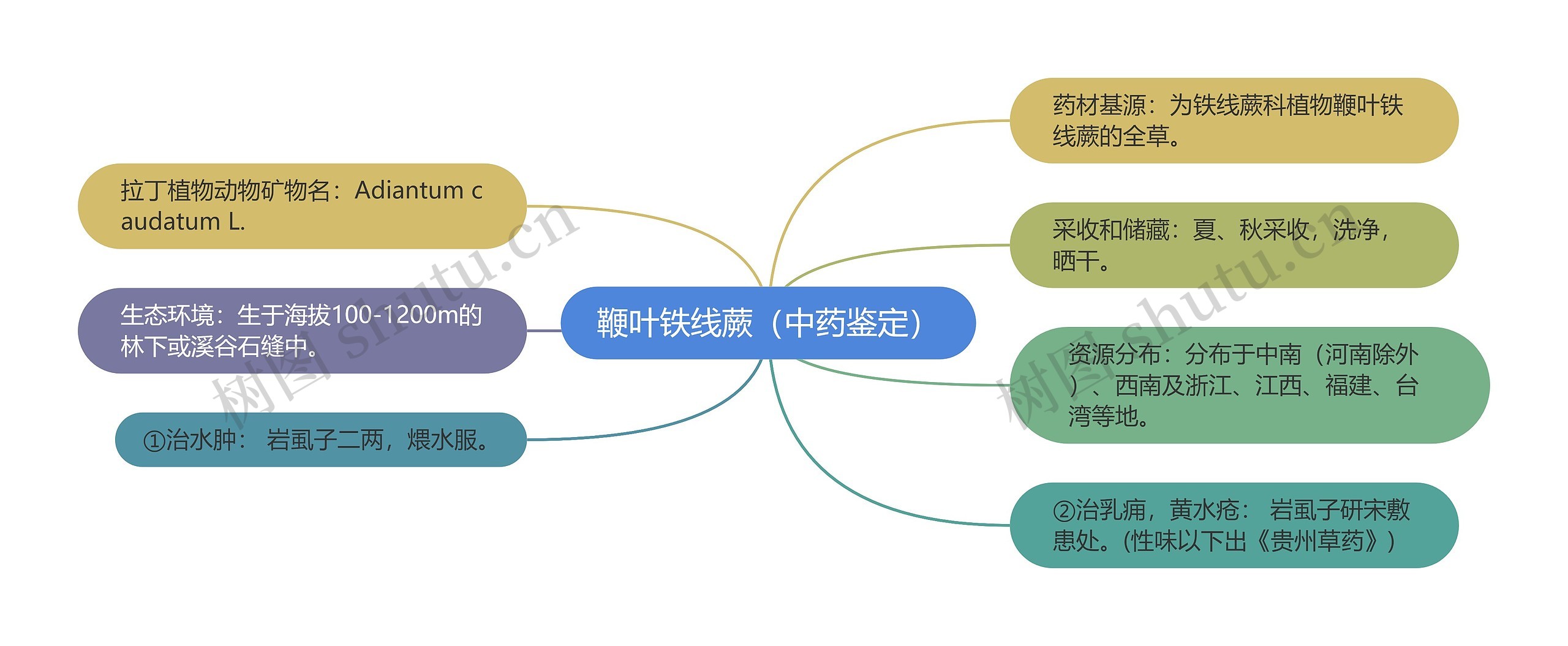 鞭叶铁线蕨（中药鉴定）思维导图