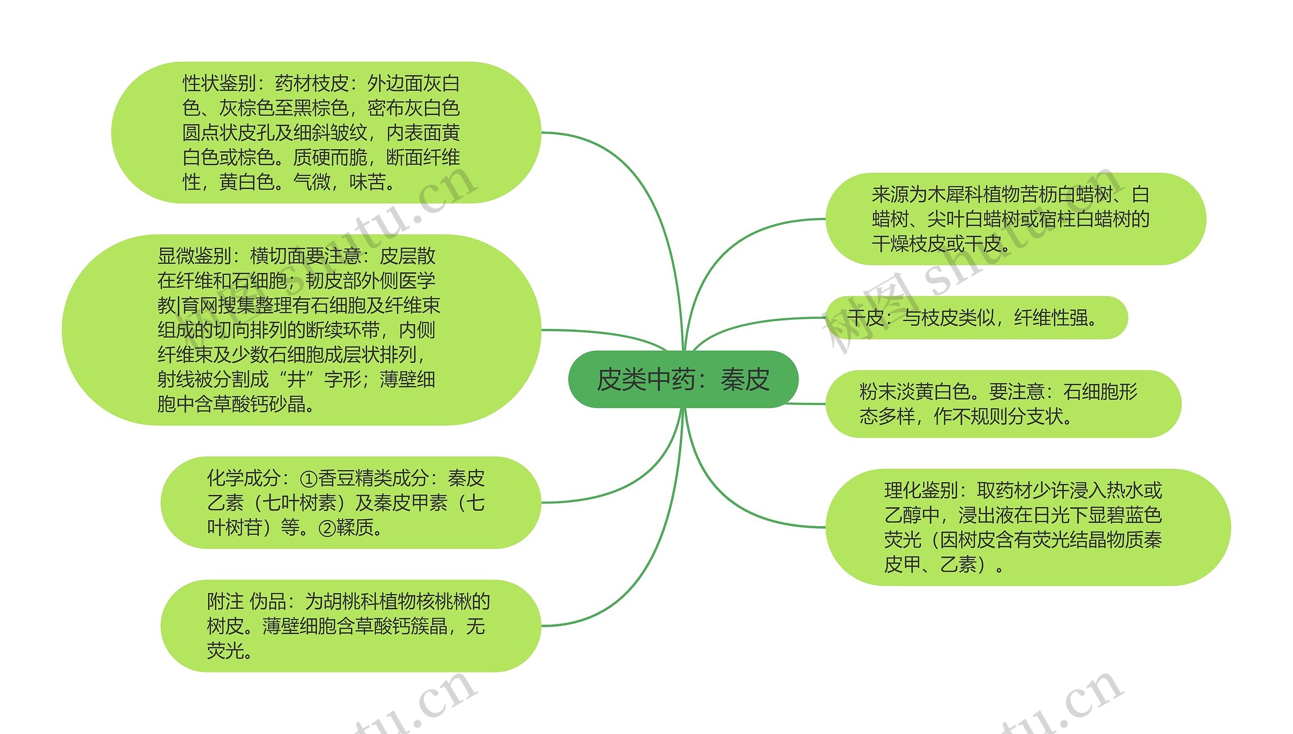 皮类中药：秦皮