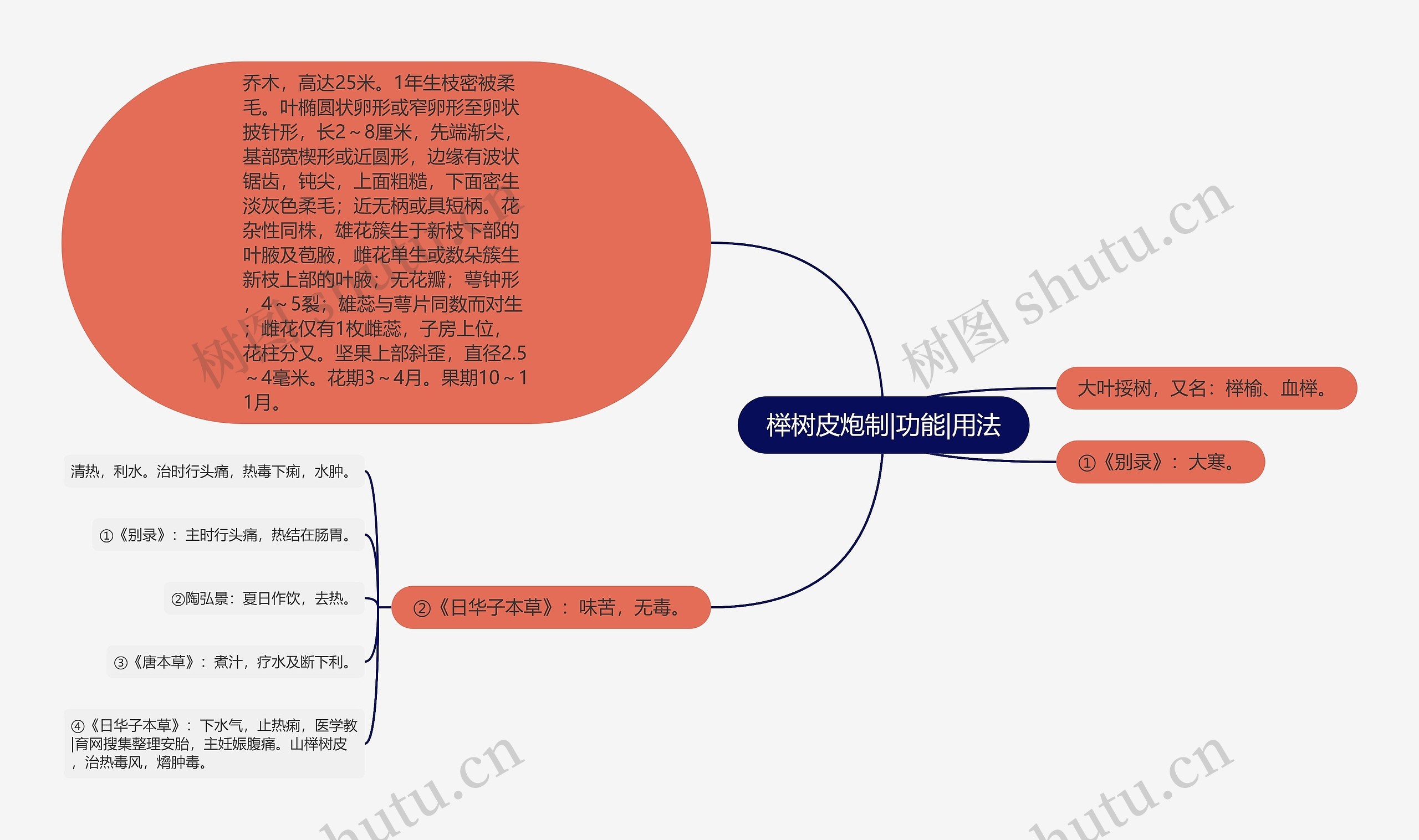 榉树皮炮制|功能|用法