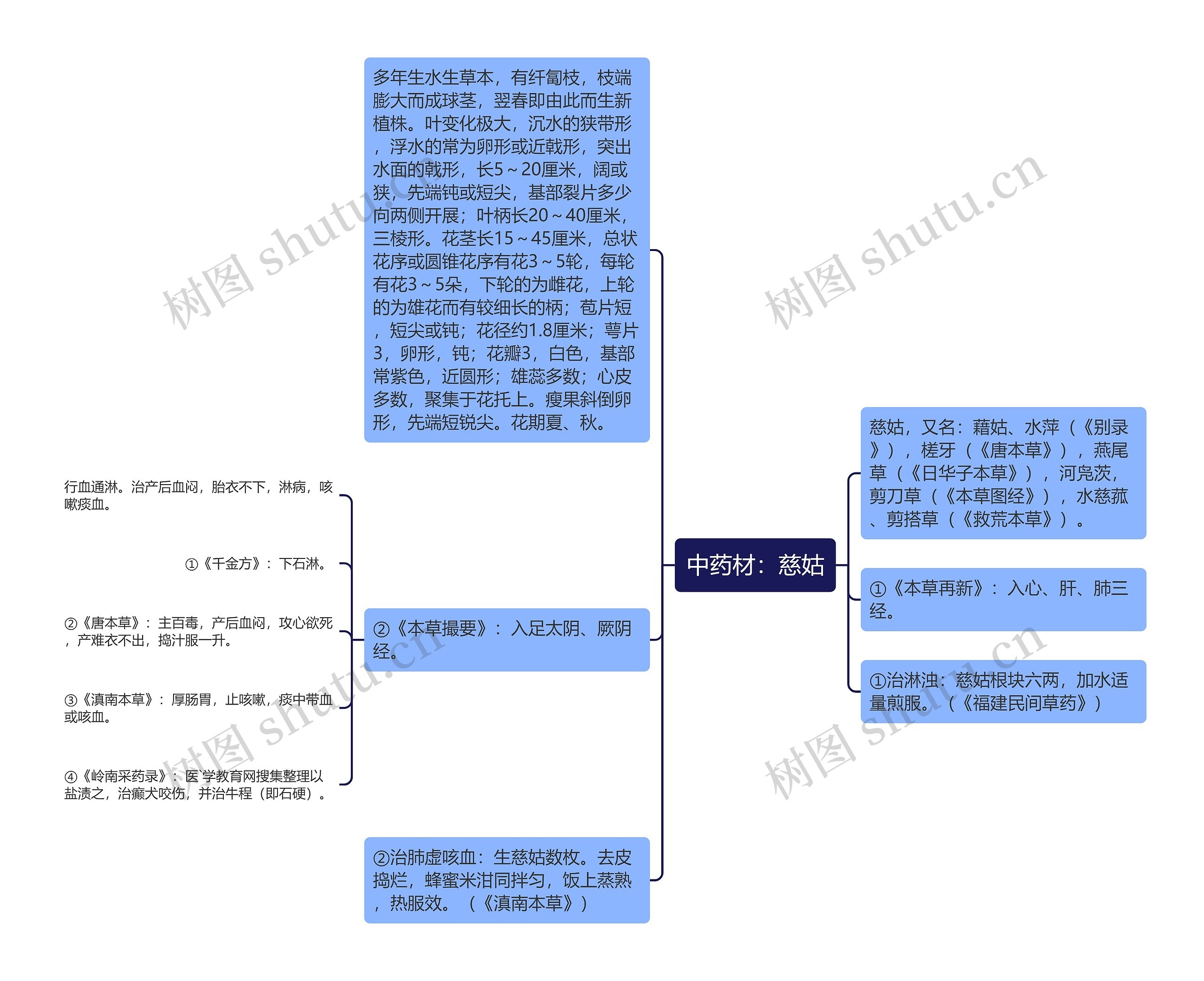 中药材：慈姑思维导图