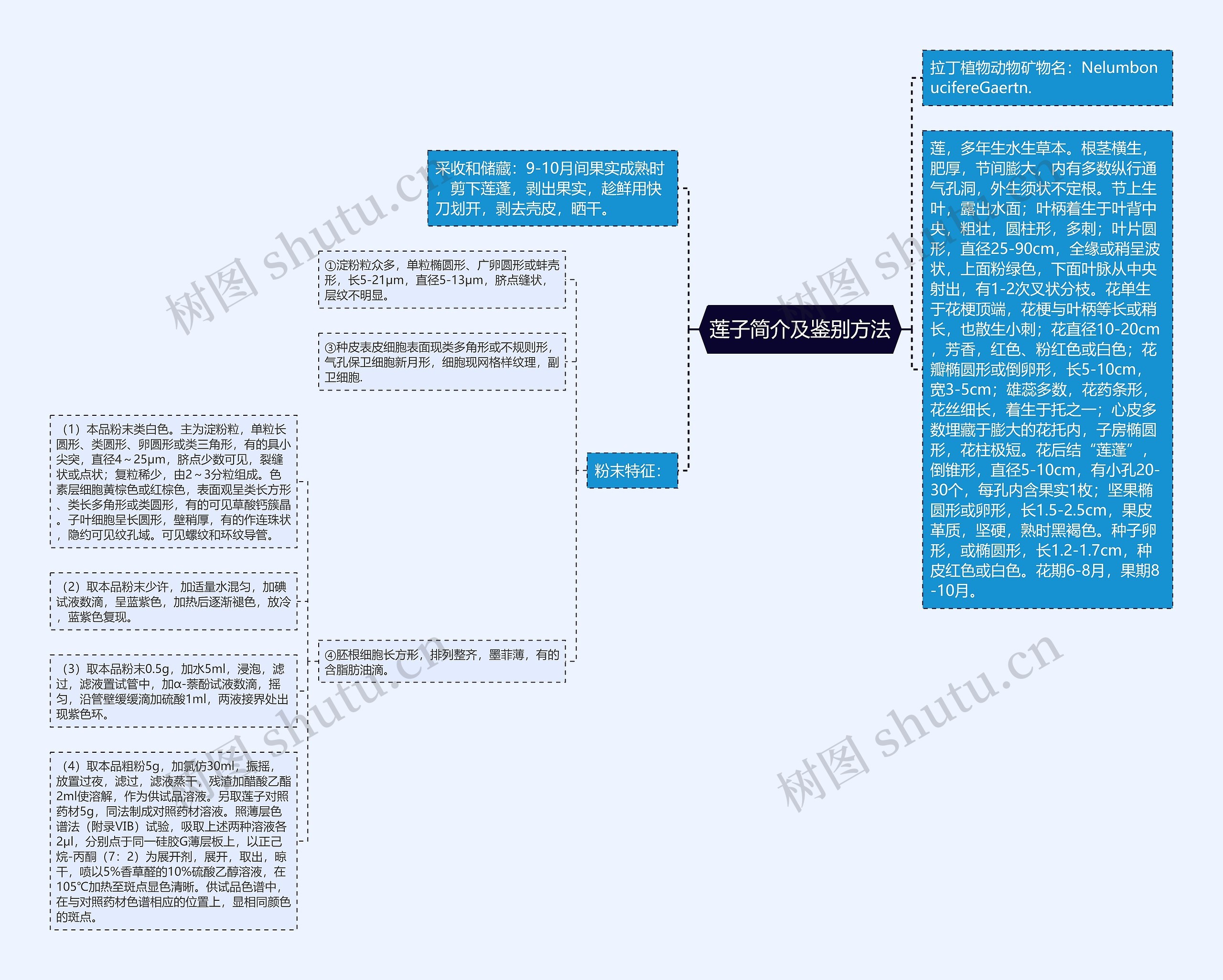 莲子简介及鉴别方法思维导图