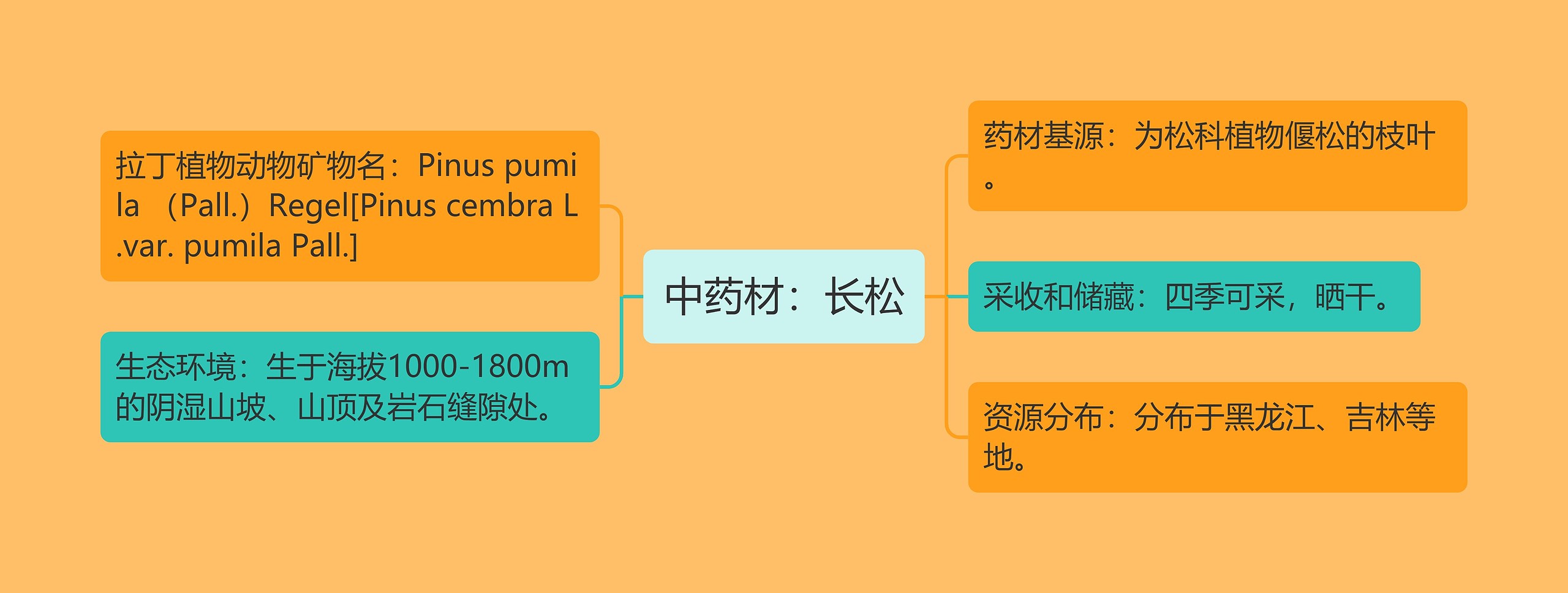 中药材：长松思维导图