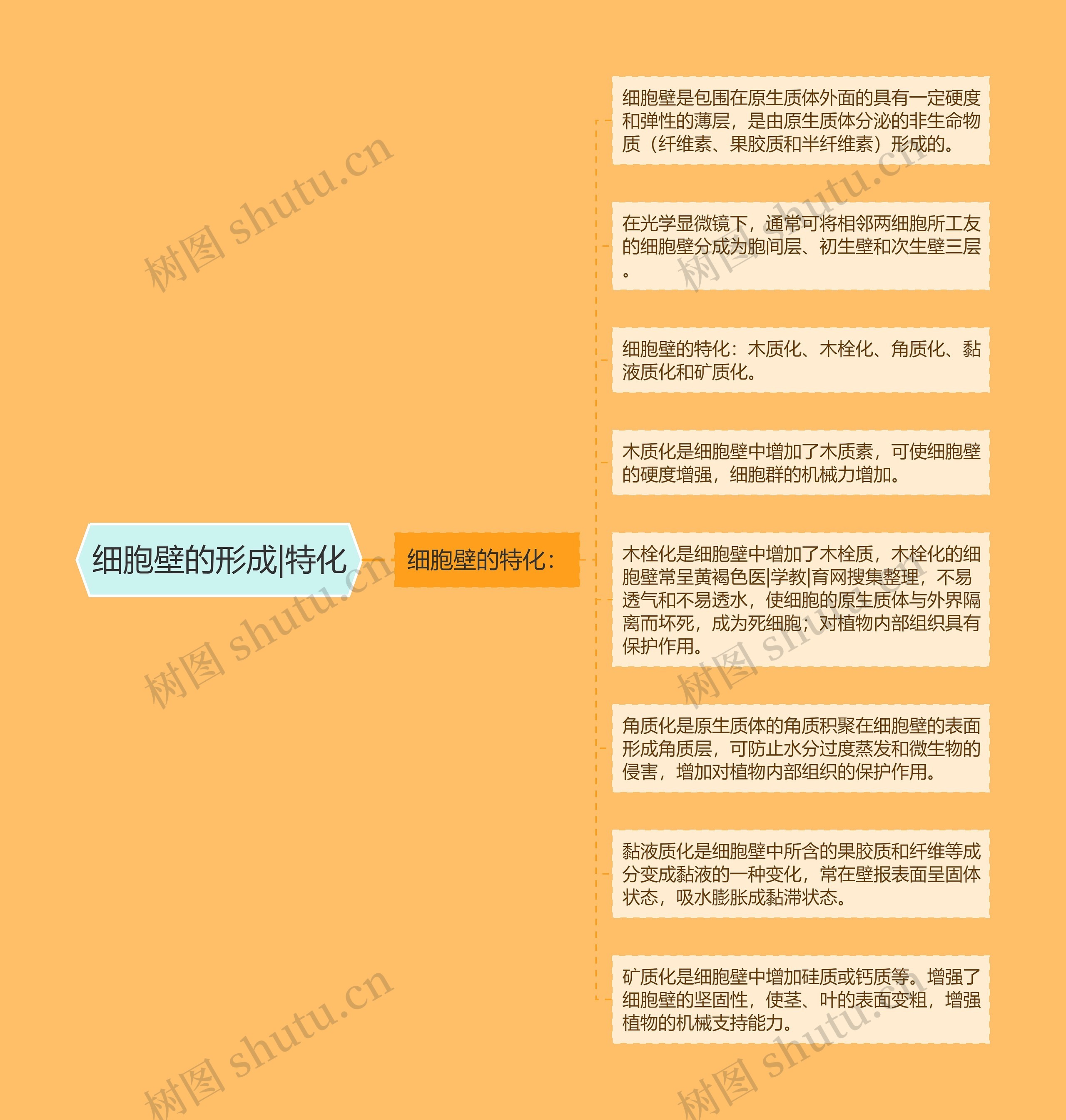 细胞壁的形成|特化 细胞壁的形成|特化