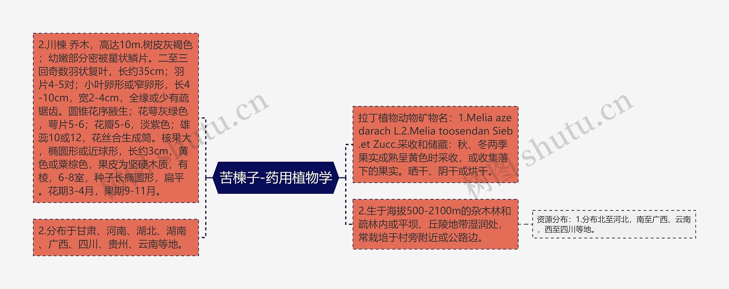 苦楝子-药用植物学思维导图