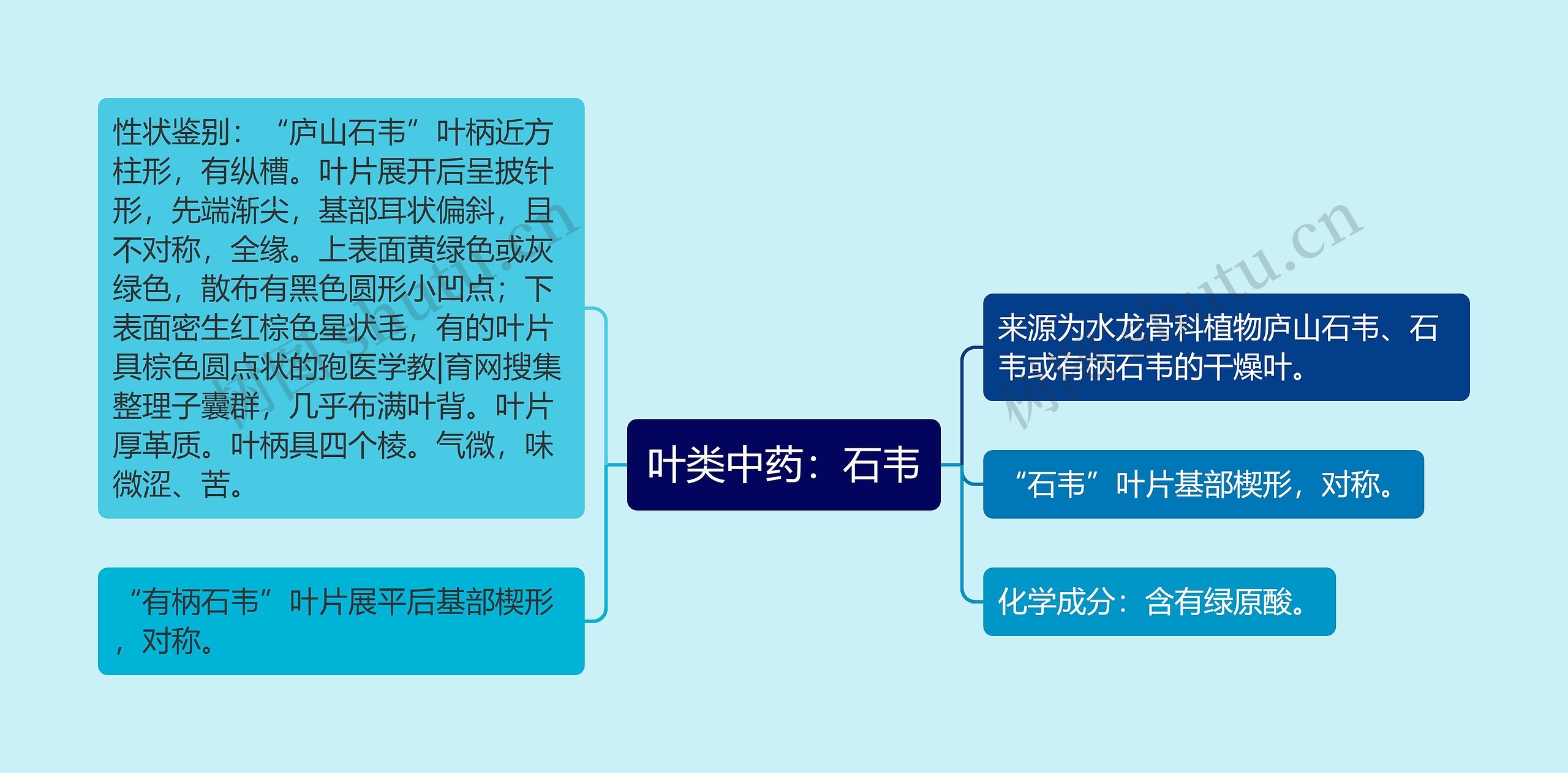 叶类中药：石韦思维导图