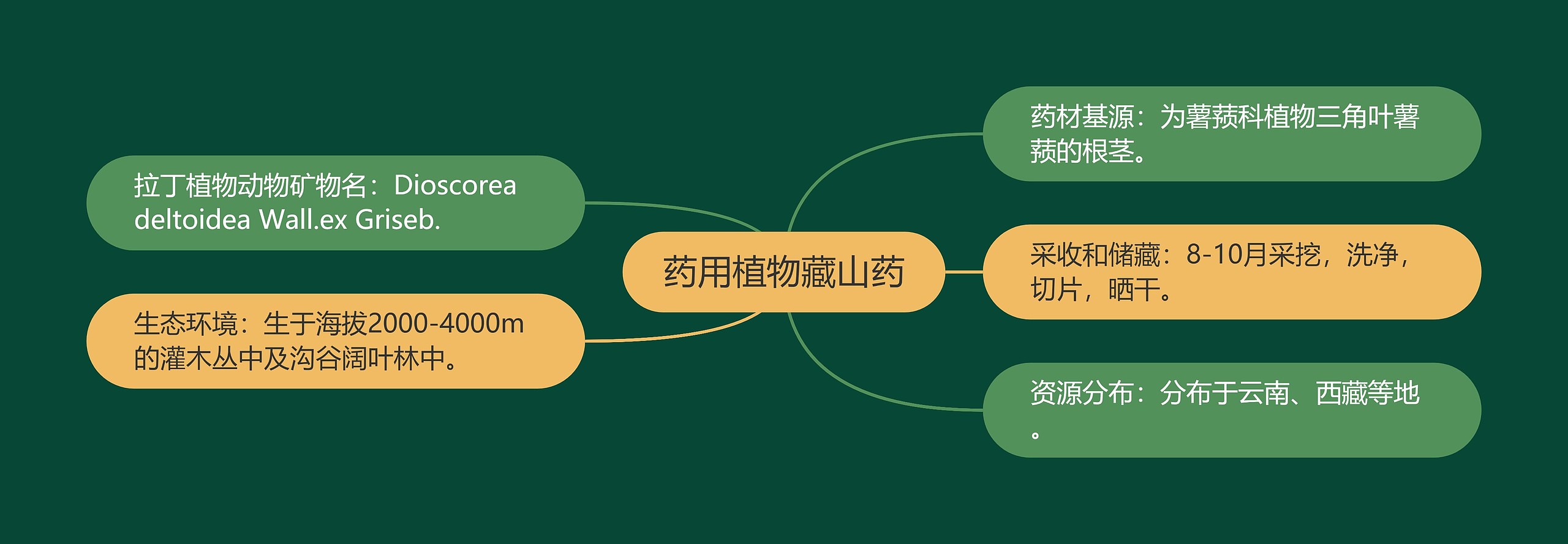 药用植物藏山药思维导图