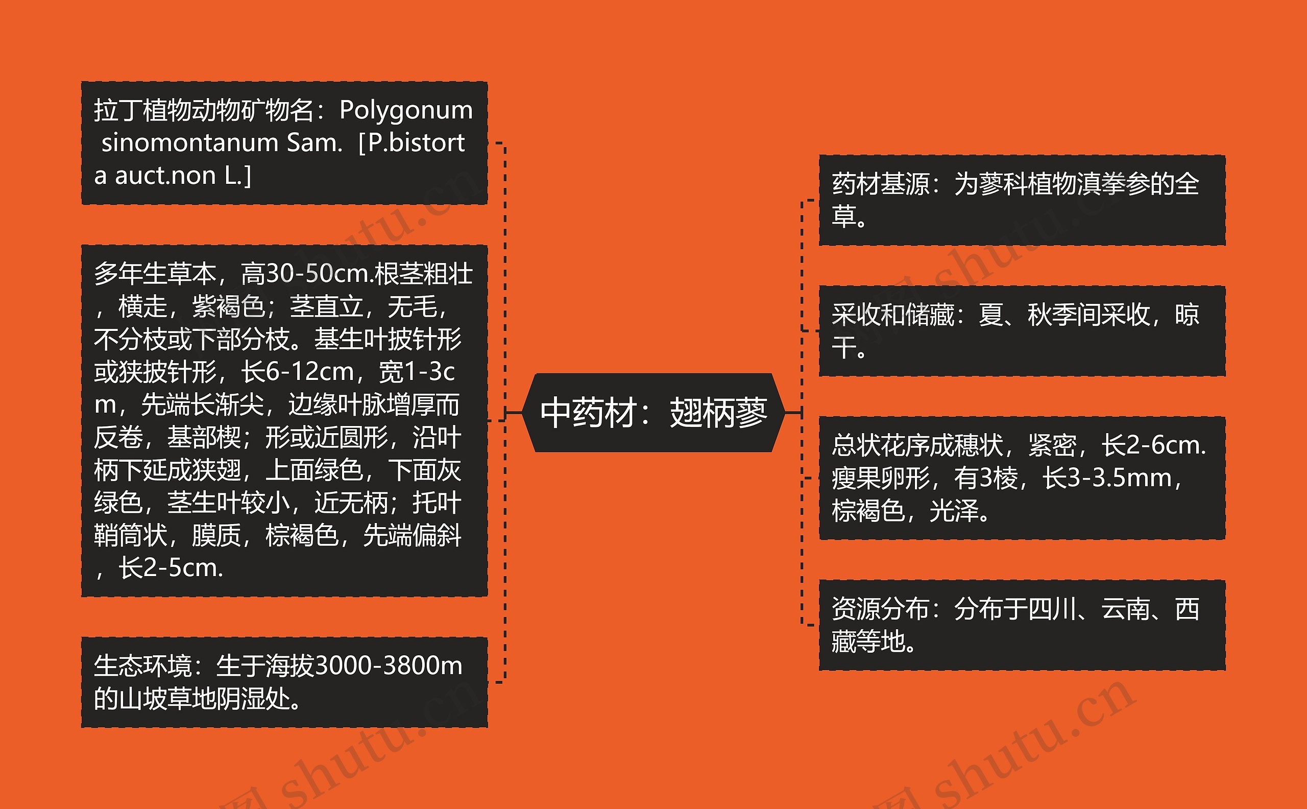 中药材：翅柄蓼思维导图