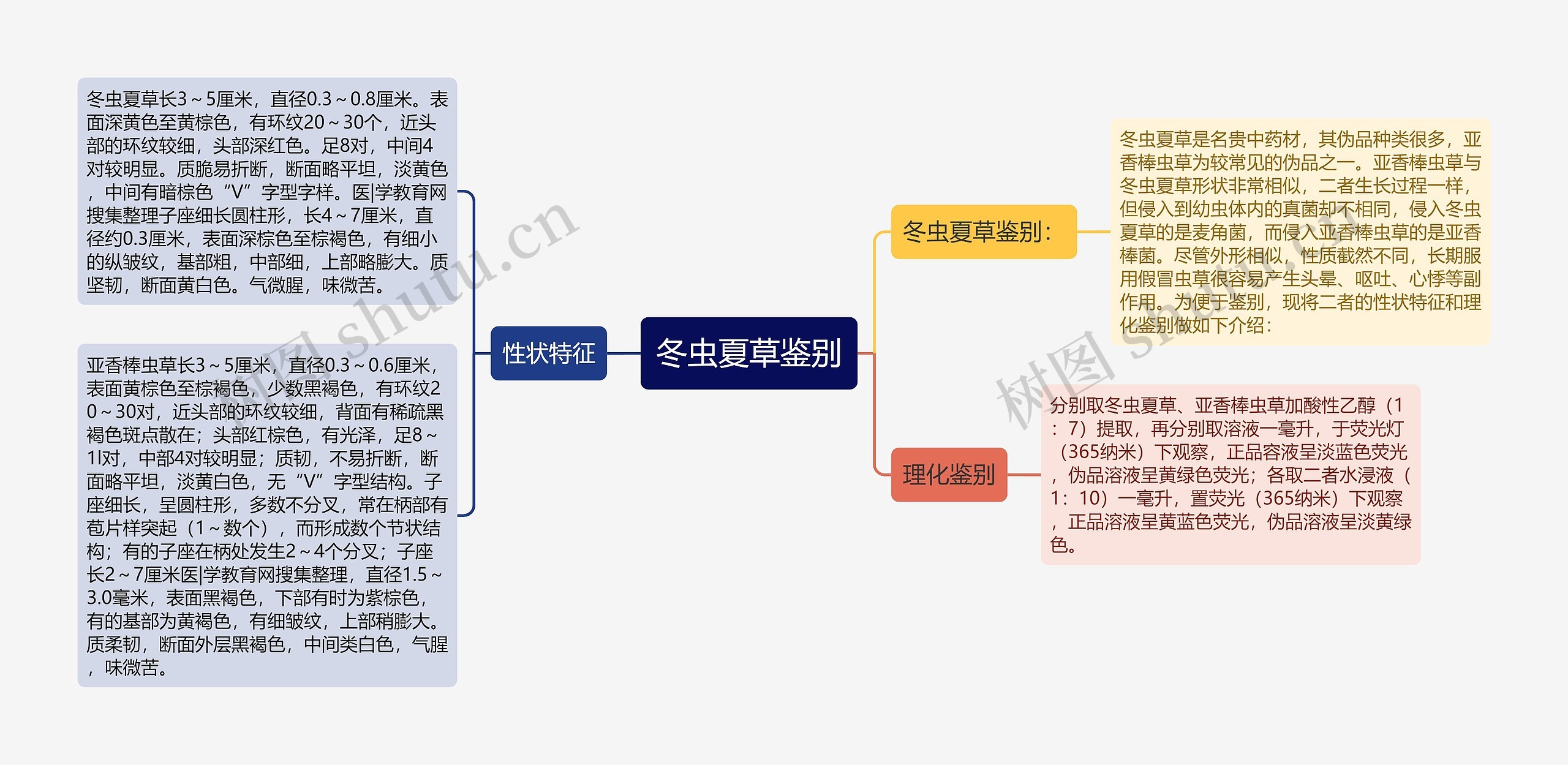 冬虫夏草鉴别思维导图