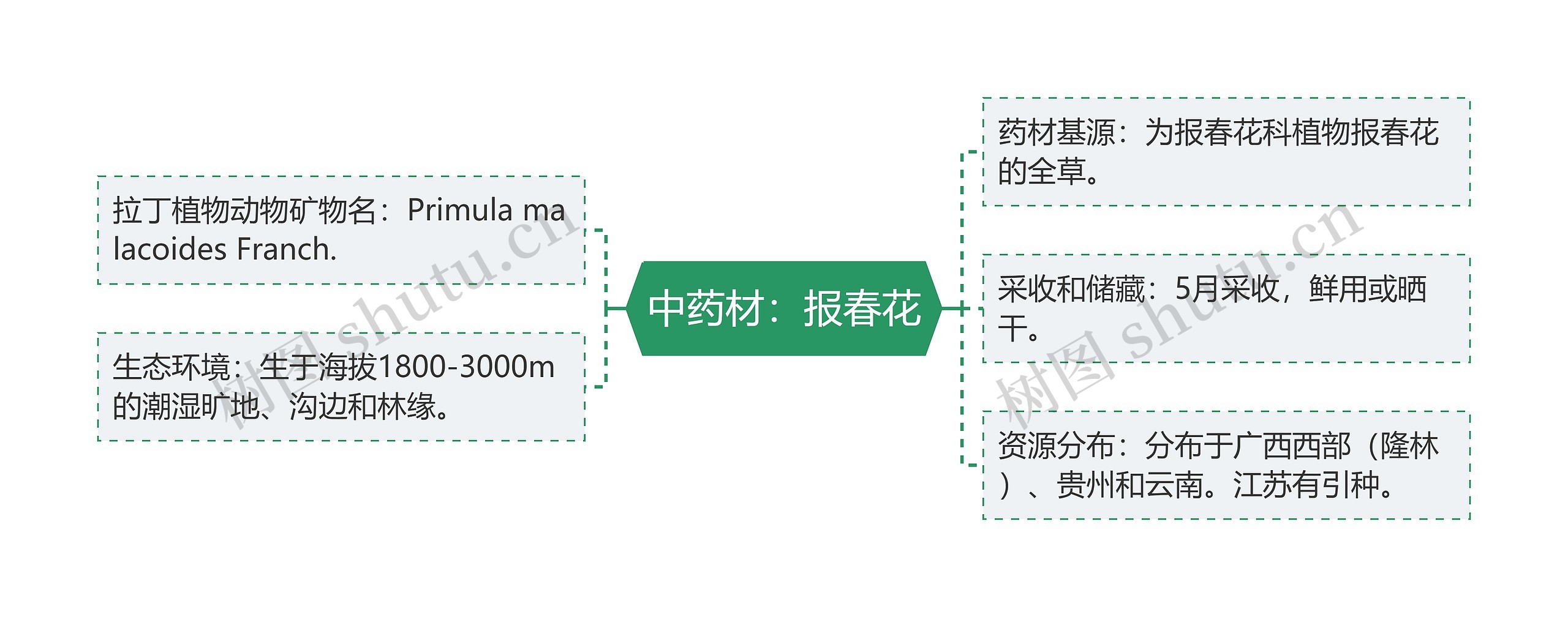 中药材：报春花思维导图