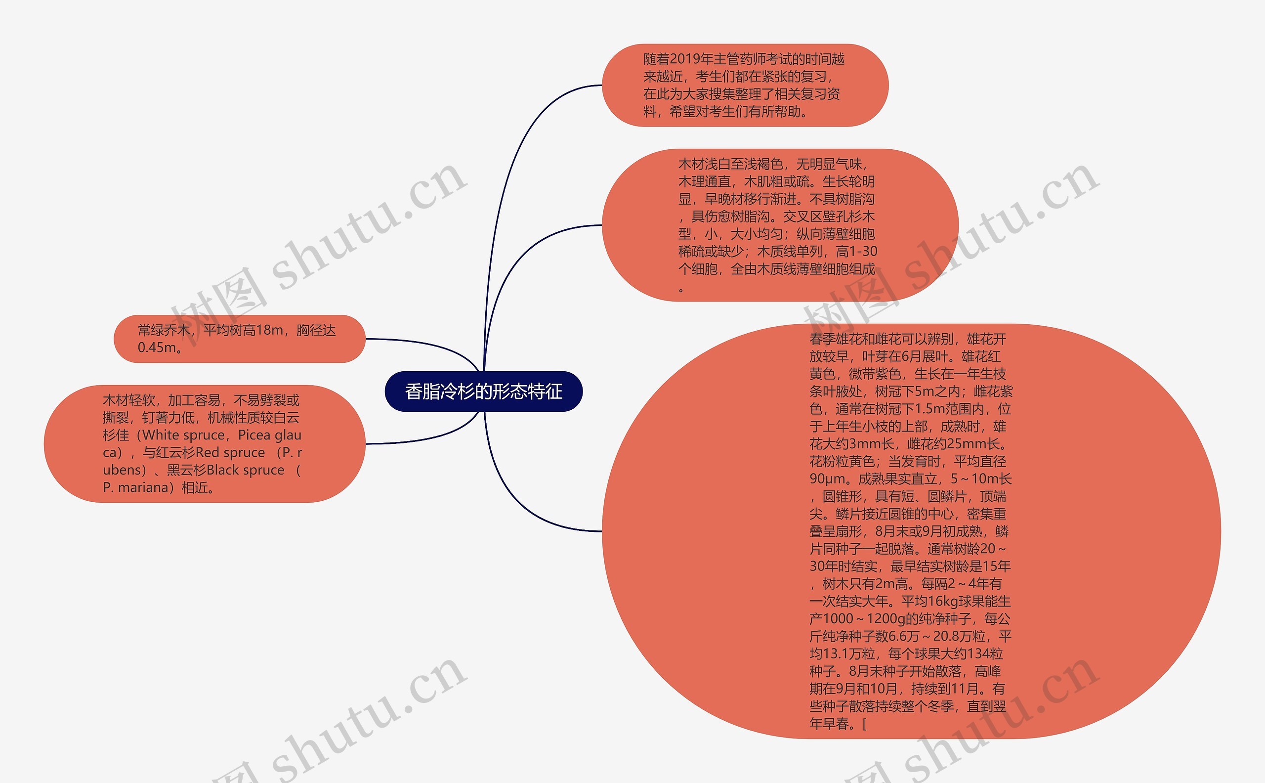 香脂冷杉的形态特征思维导图