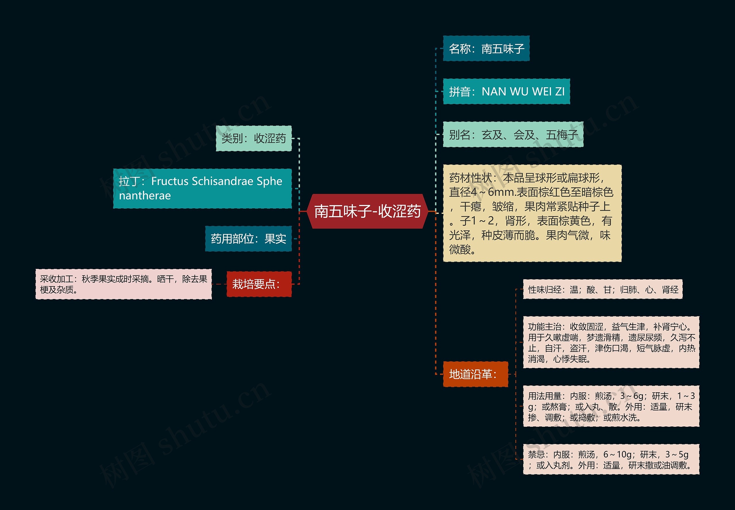 南五味子-收涩药思维导图