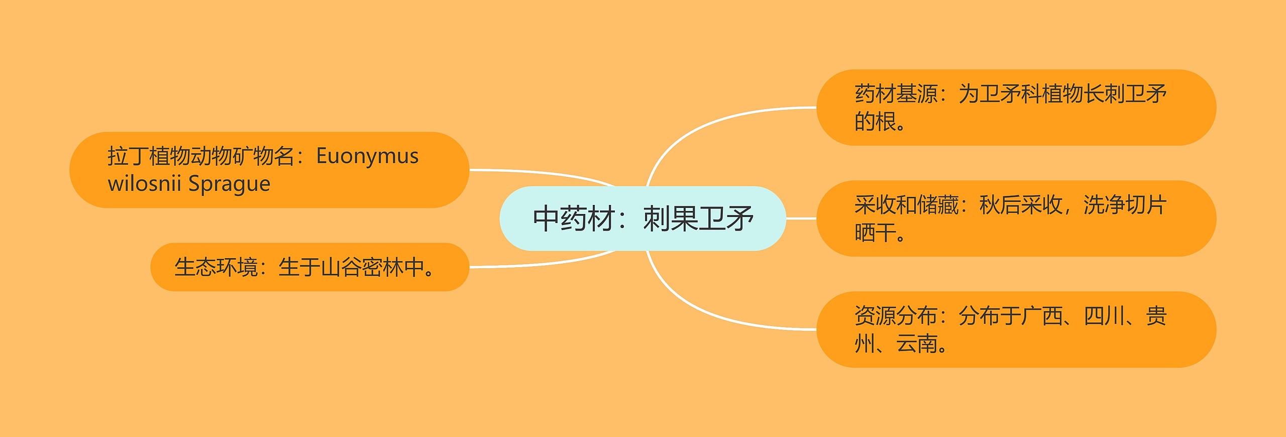 中药材：刺果卫矛思维导图