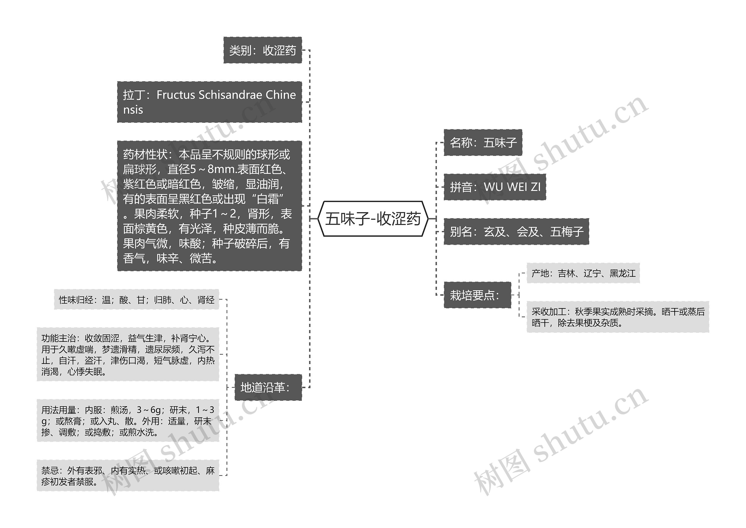 五味子-收涩药思维导图