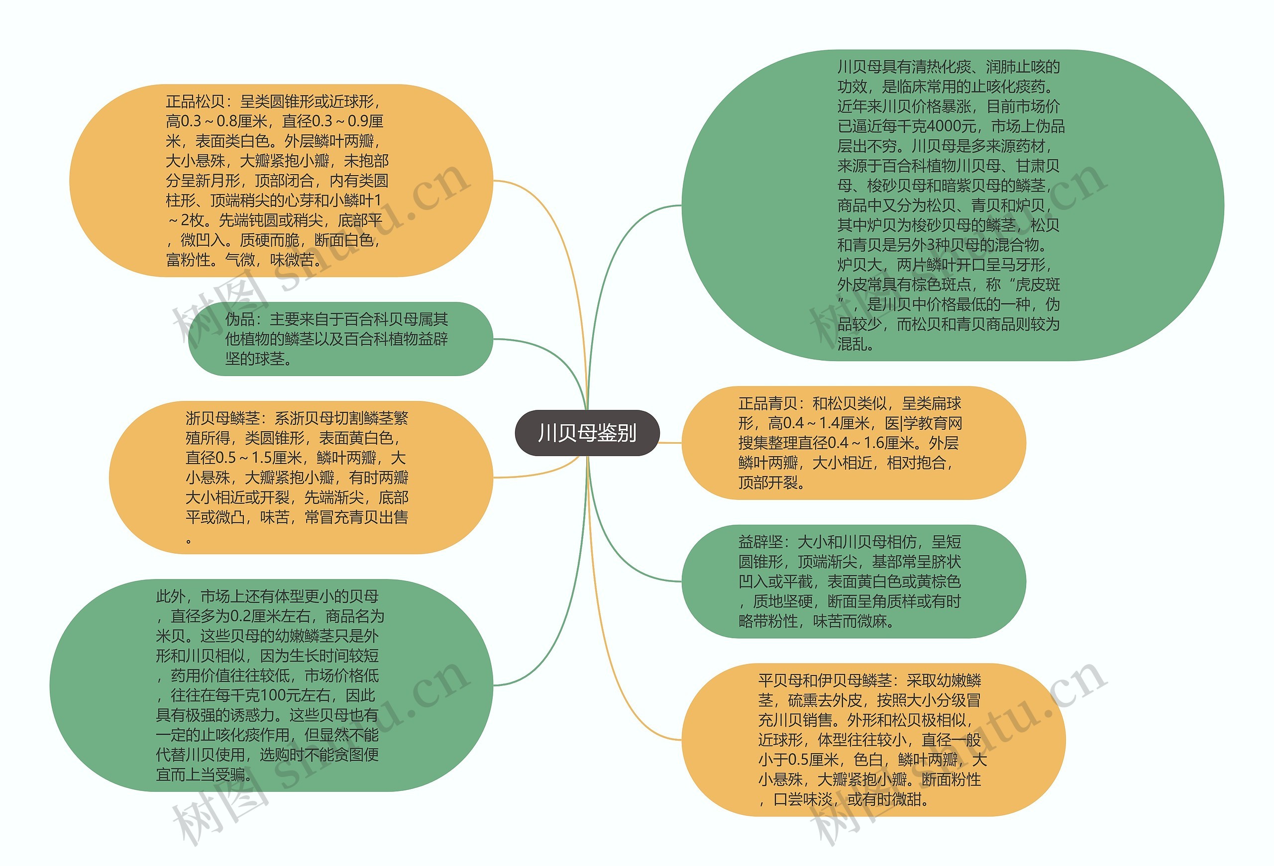 川贝母鉴别思维导图