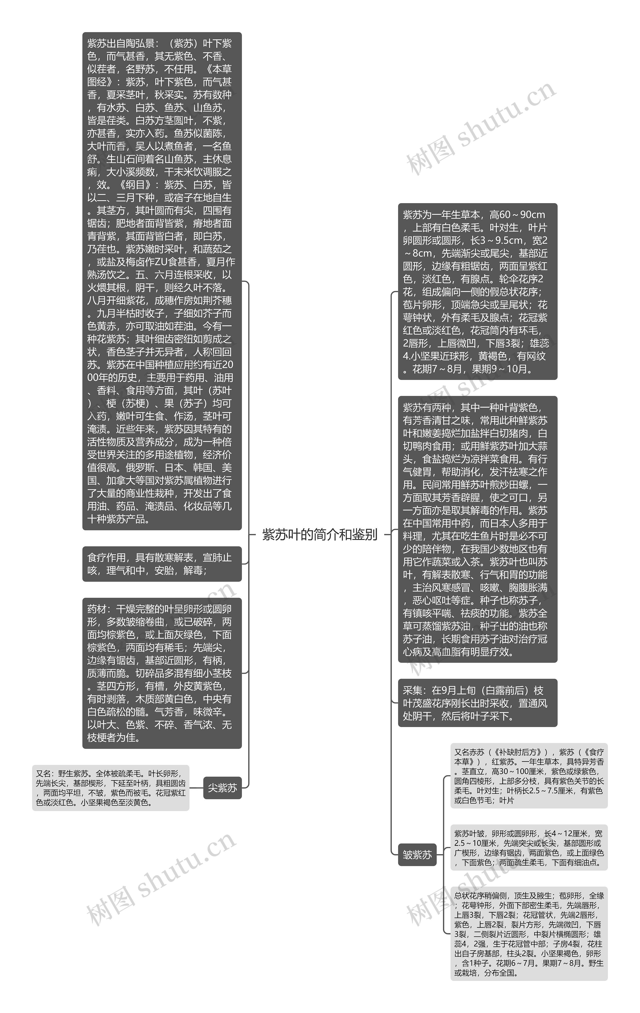 紫苏叶的简介和鉴别思维导图