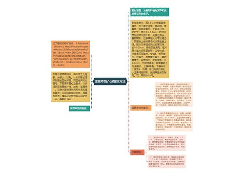 溪黄草简介及鉴别方法