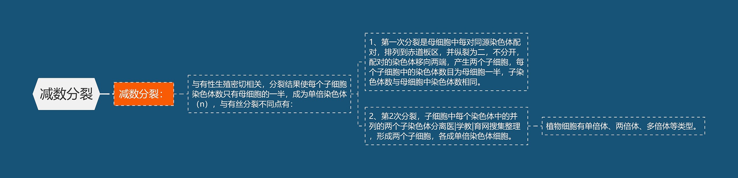 减数分裂 减数分裂