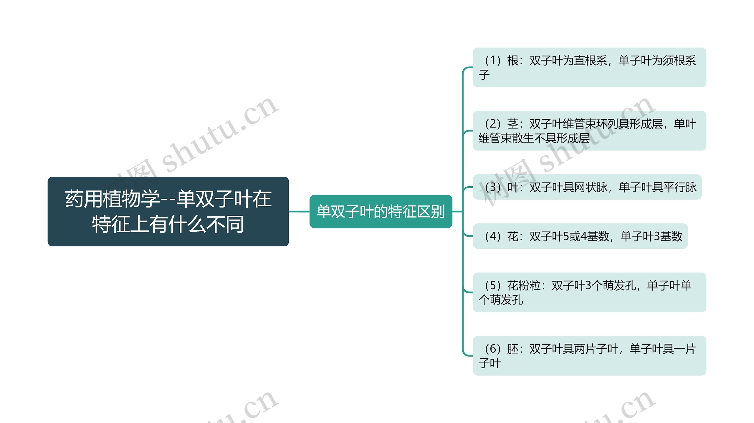 药用植物学--单双子叶在特征上有什么不同