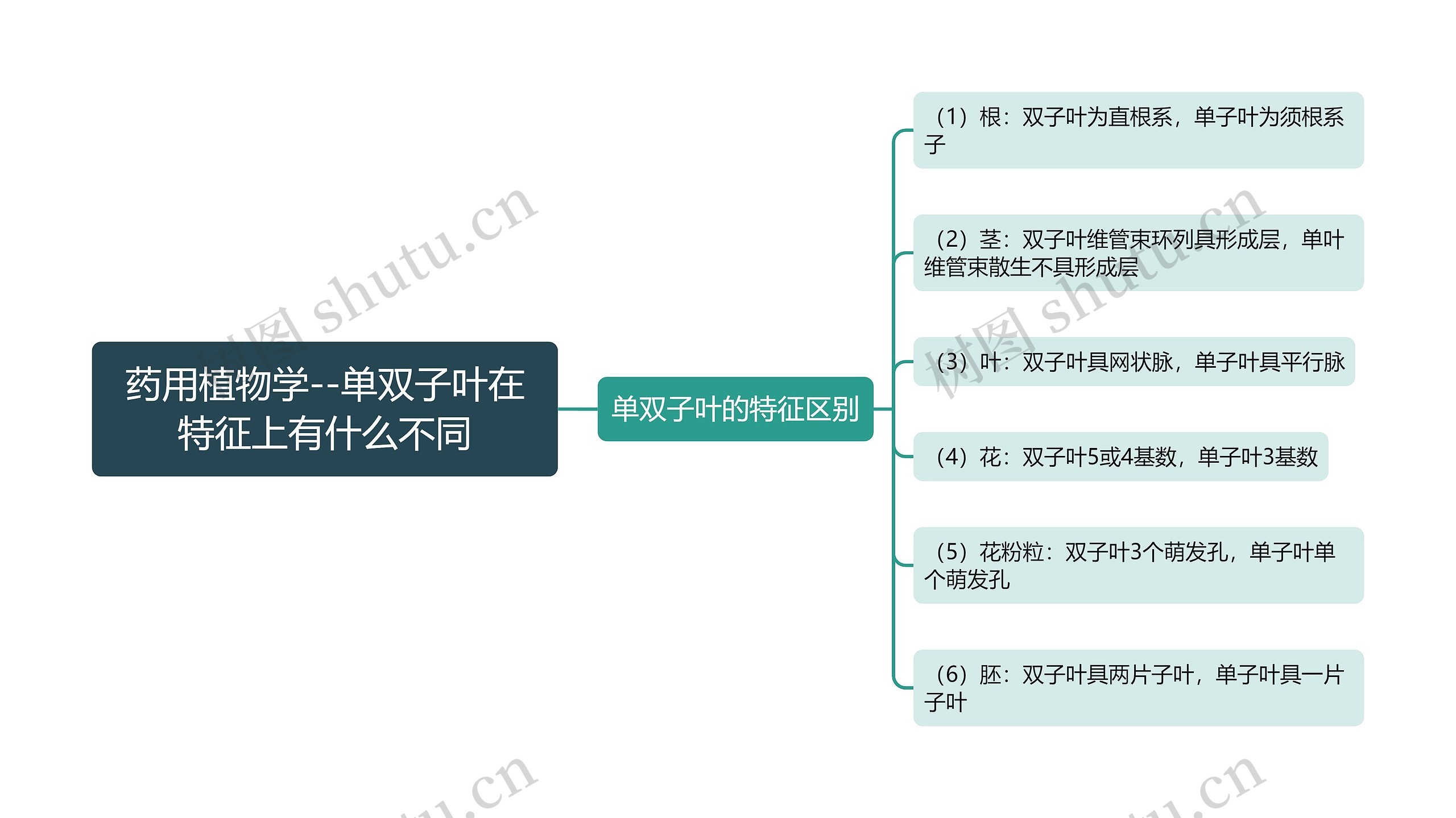 药用植物学--单双子叶在特征上有什么不同思维导图