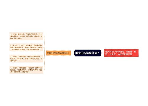 根尖的构造是什么？
