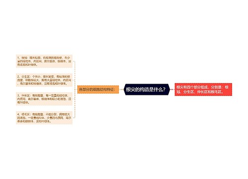 根尖的构造是什么？