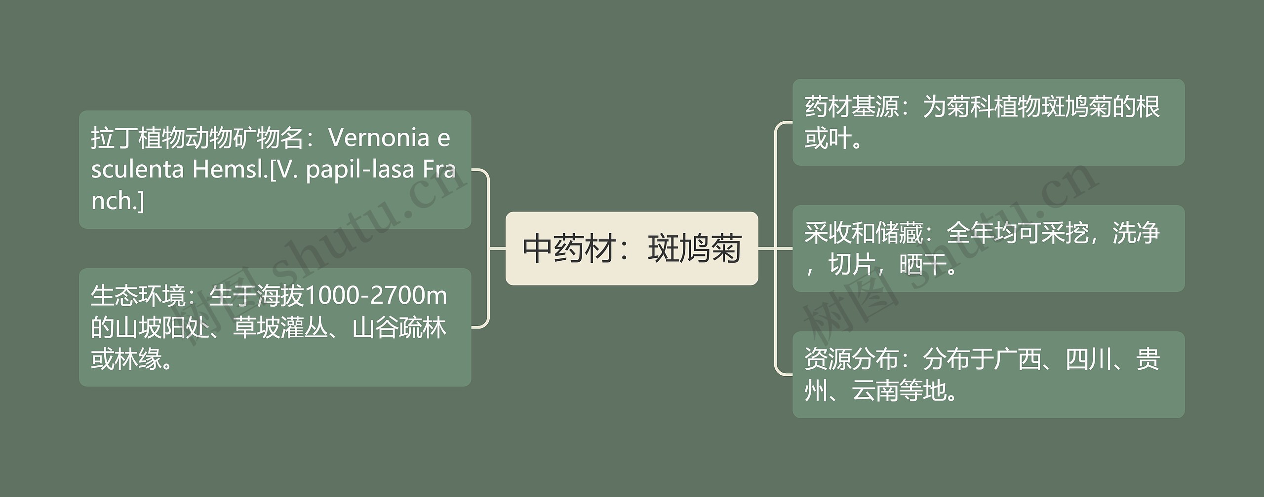 中药材：斑鸠菊思维导图