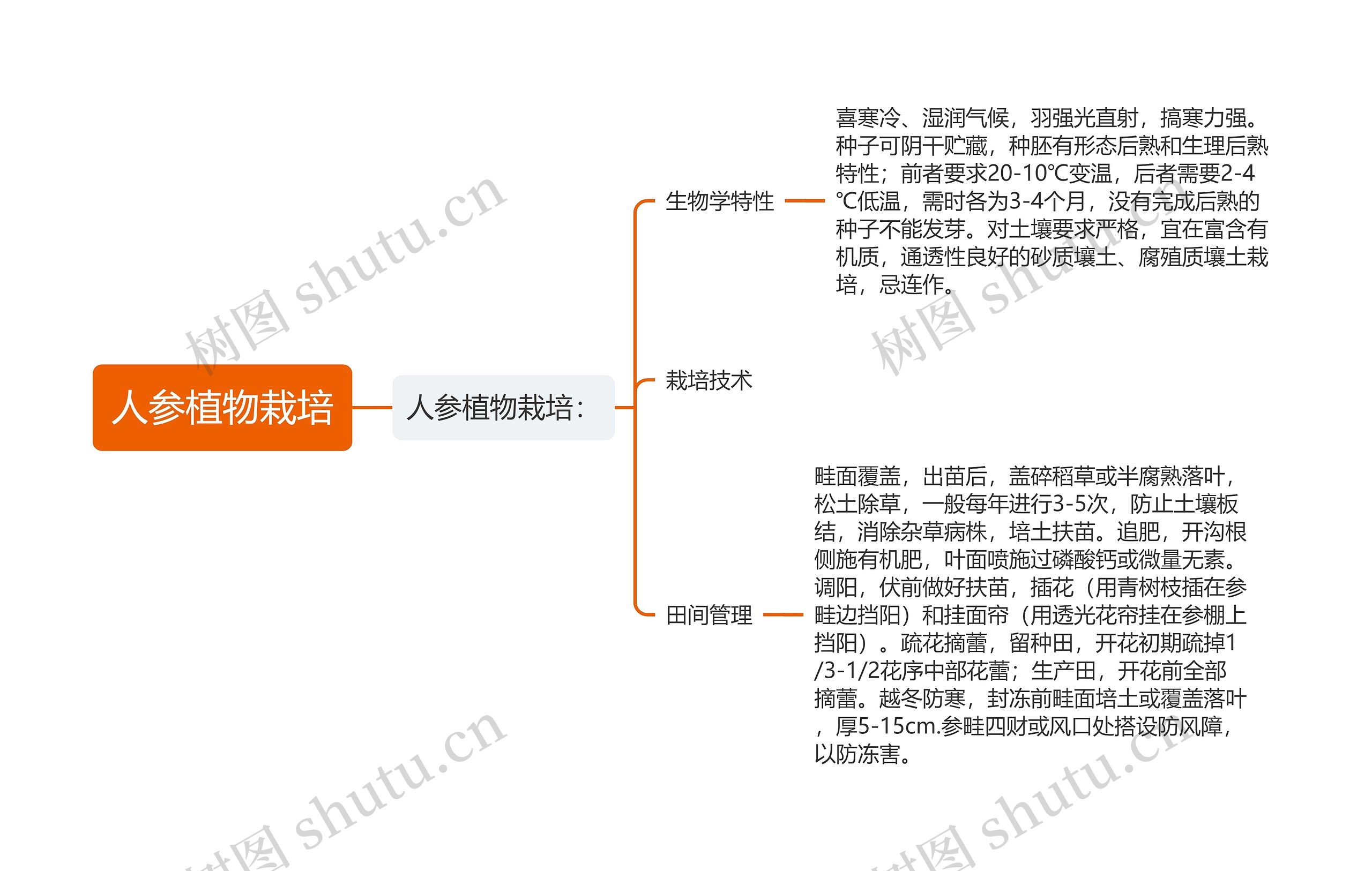 人参植物栽培