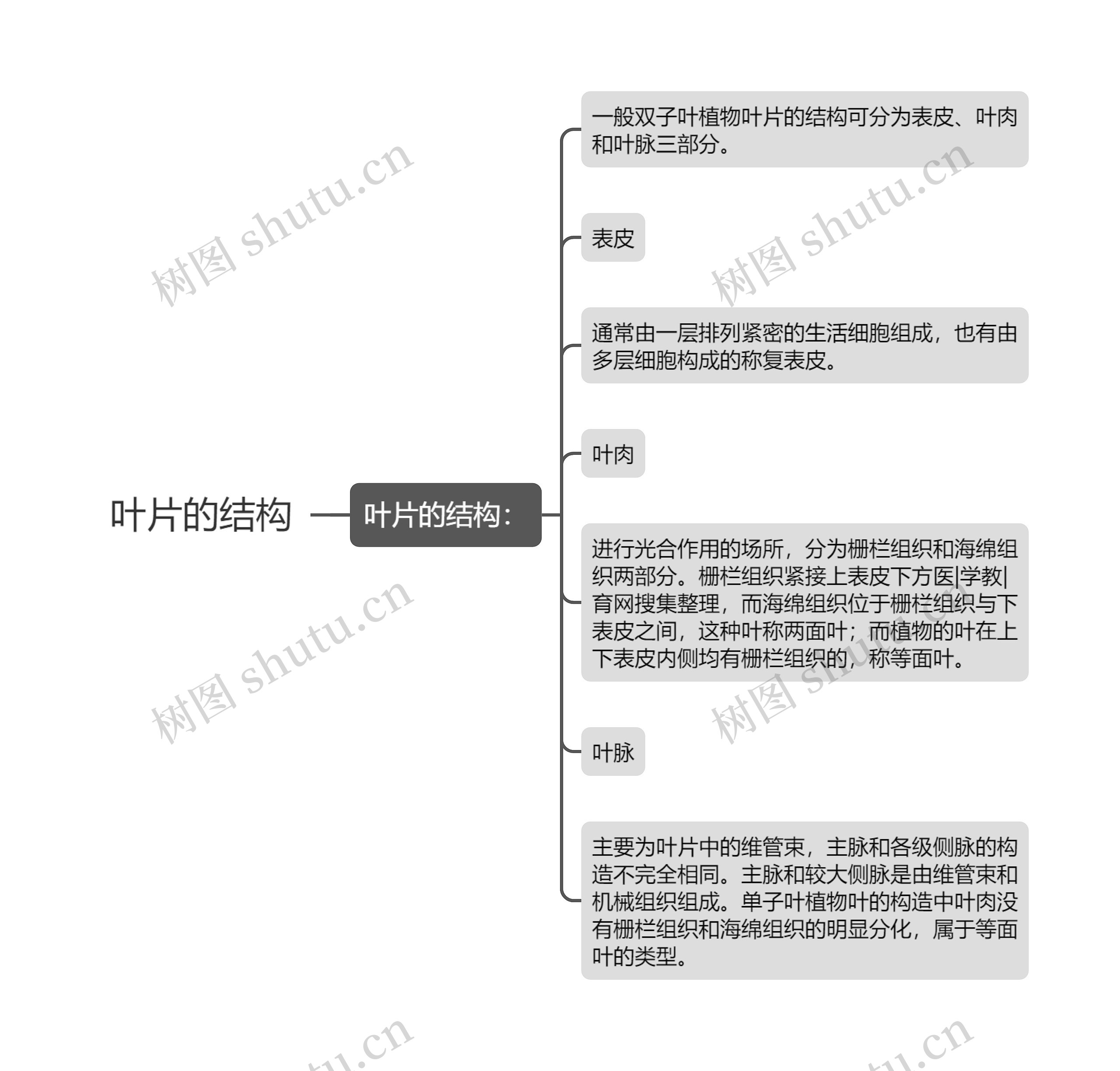 叶片的结构思维导图