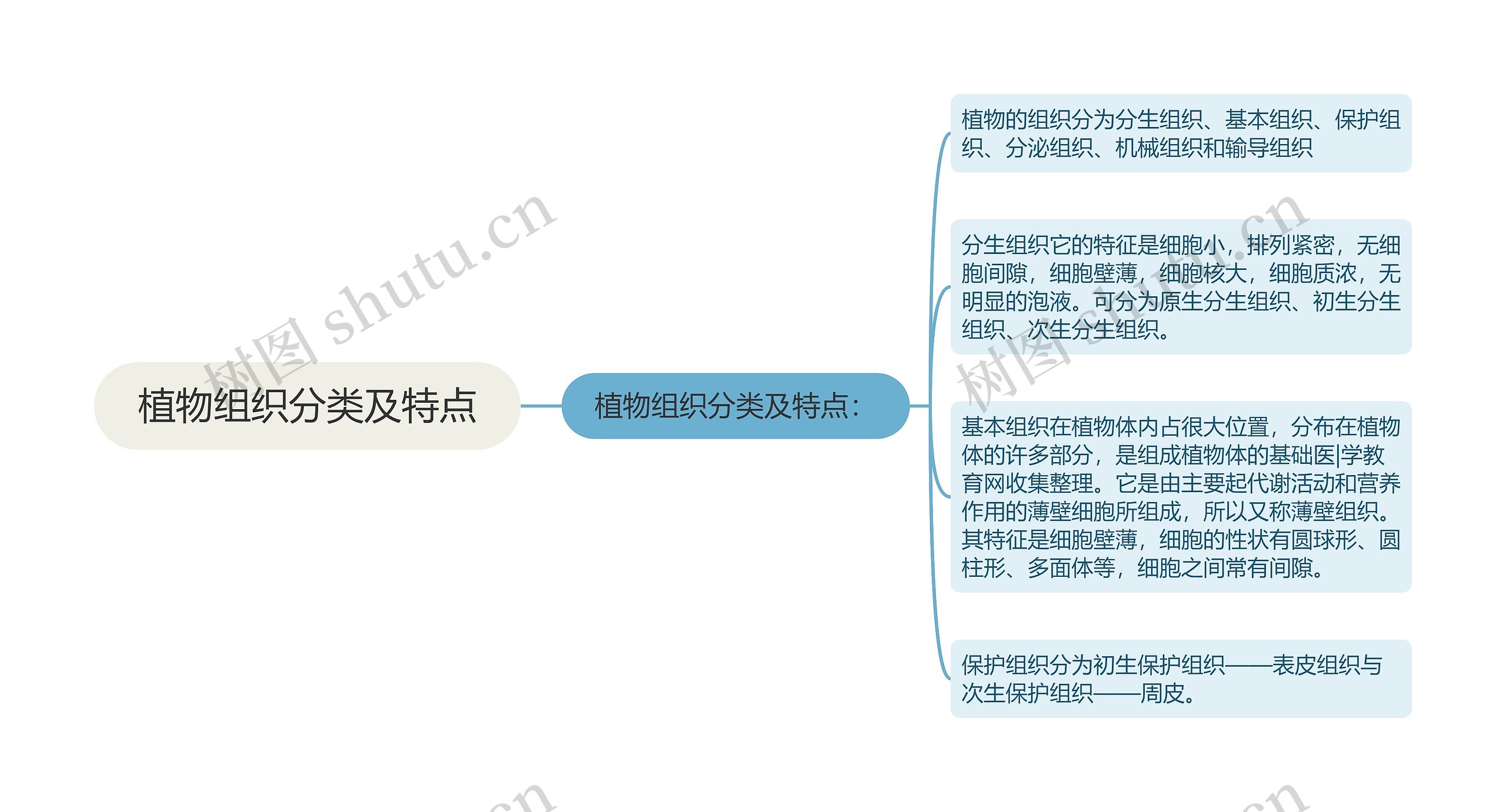 植物组织分类及特点思维导图