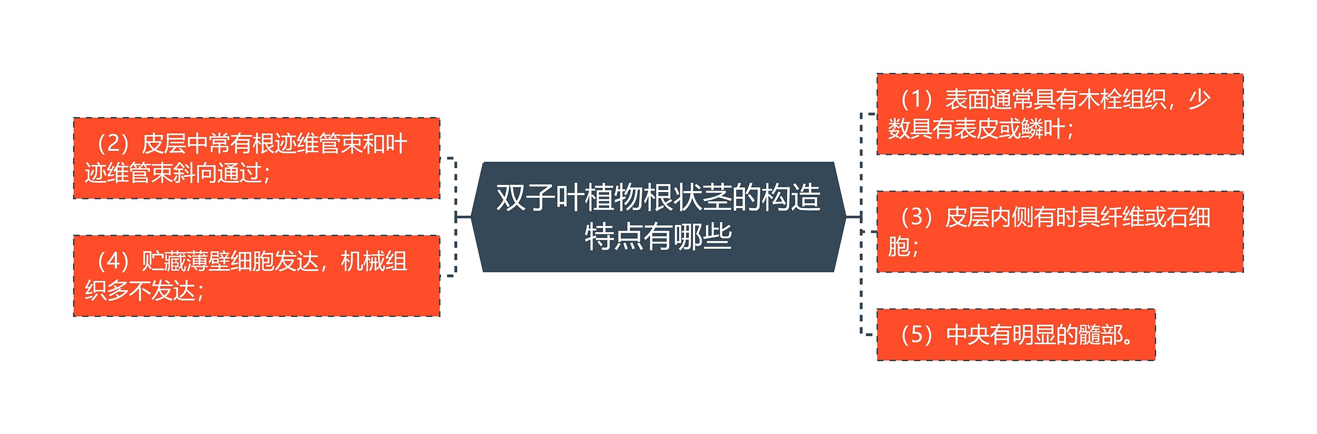 双子叶植物根状茎的构造特点有哪些 双子叶植物根状茎的构造特点有哪些